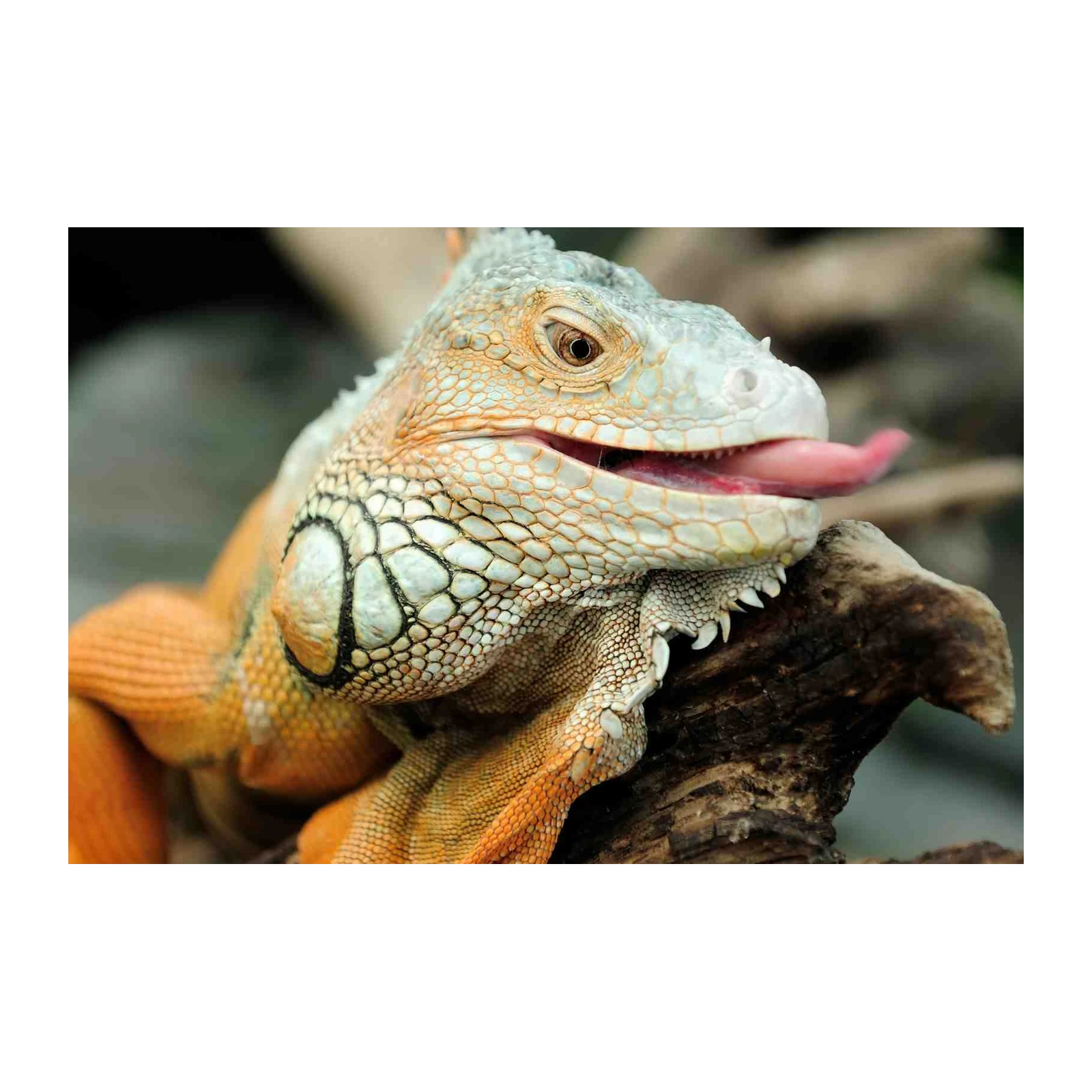 Vibrant Orange Iguana Tongue Out Wall Art