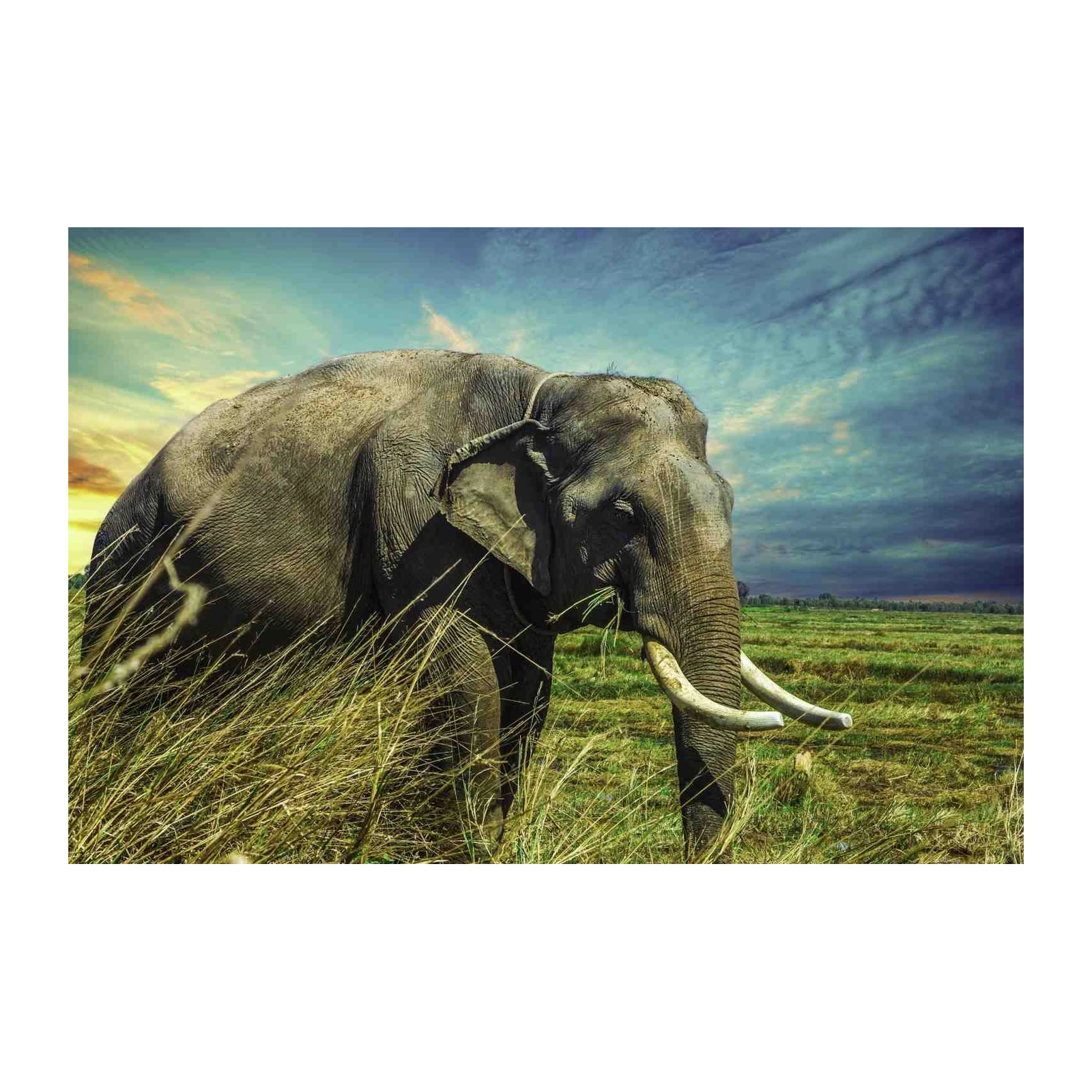 Majestic Elephant in Savannah Wall Art