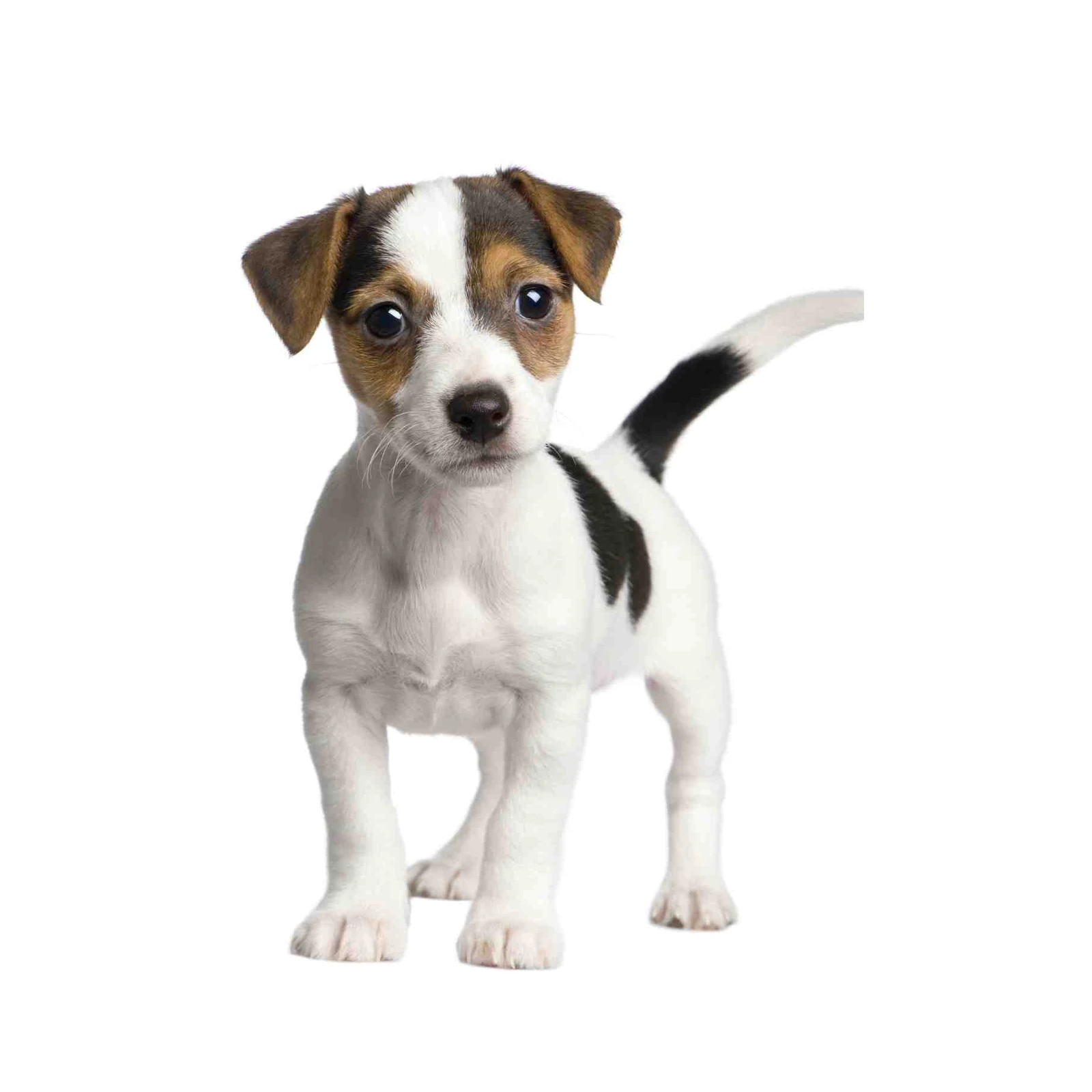 Adorable Jack Russell Terrier Puppy Wall Art