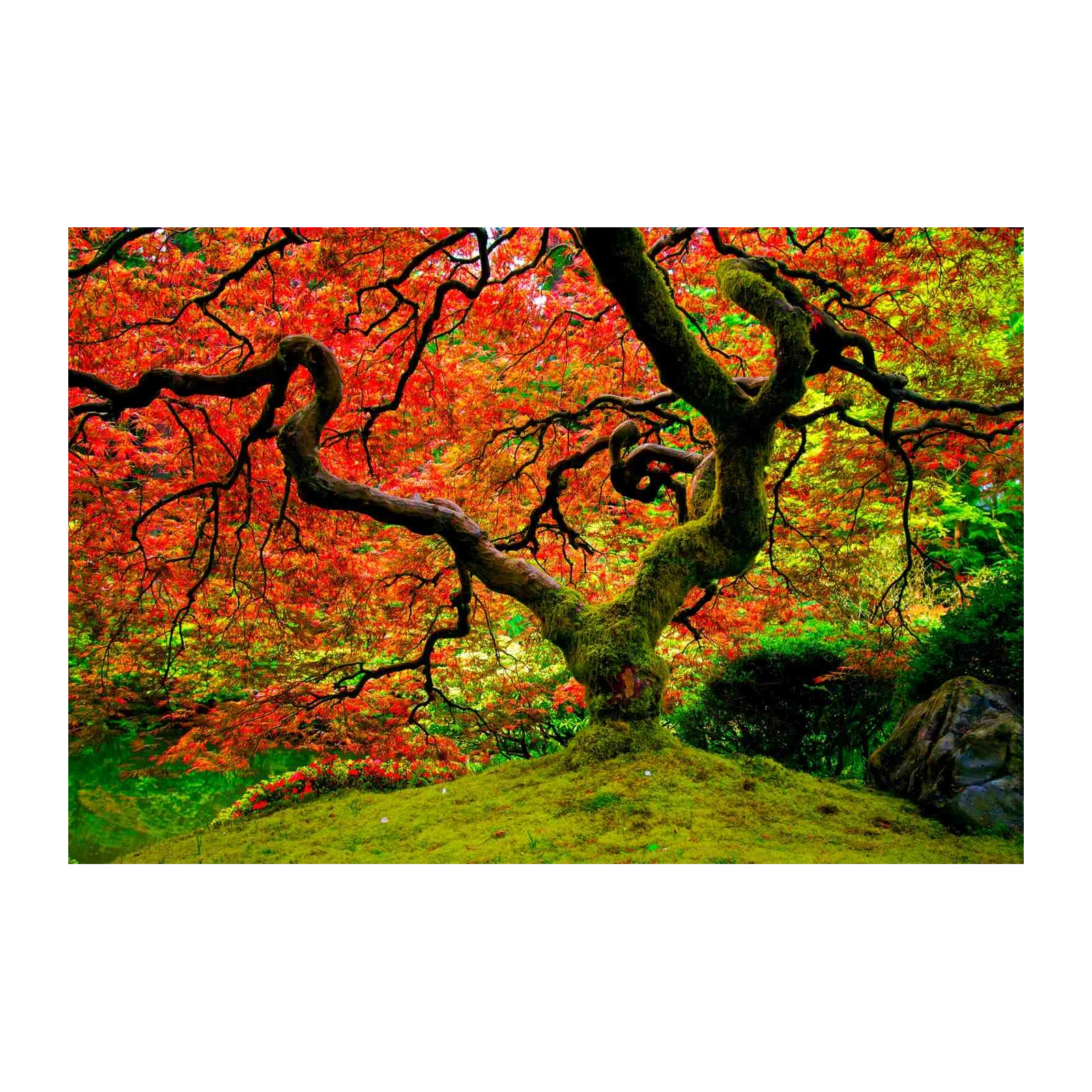 Vibrant Autumn Japanese Maple Wall Art