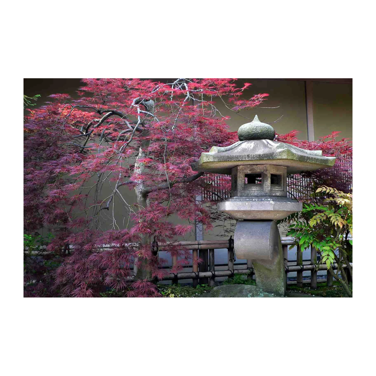 Japanese Maple & Stone Lantern Wall Art