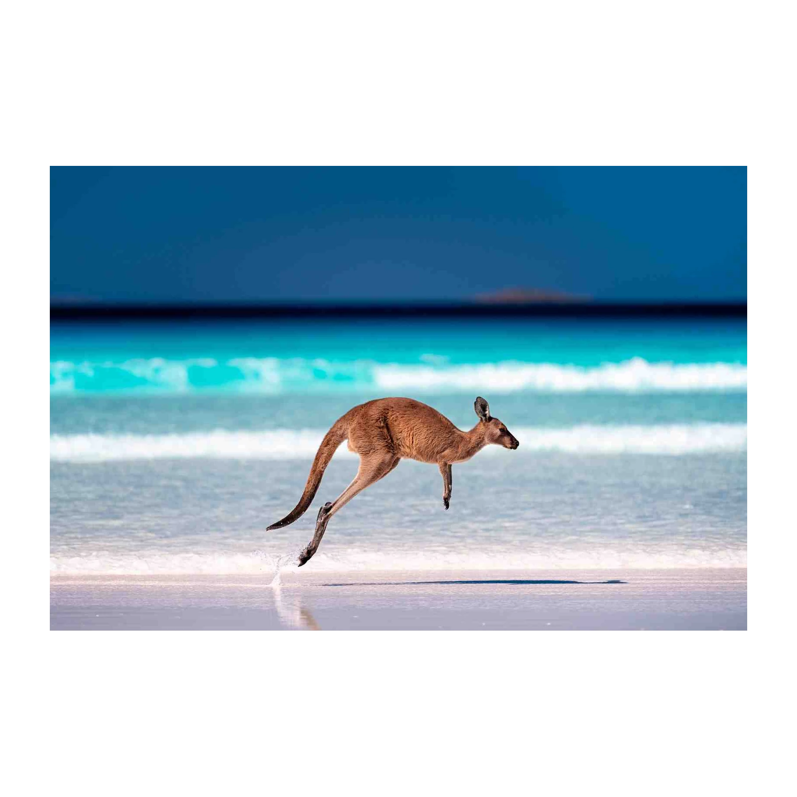 Majestic Kangaroo Beach Jump Wall Art