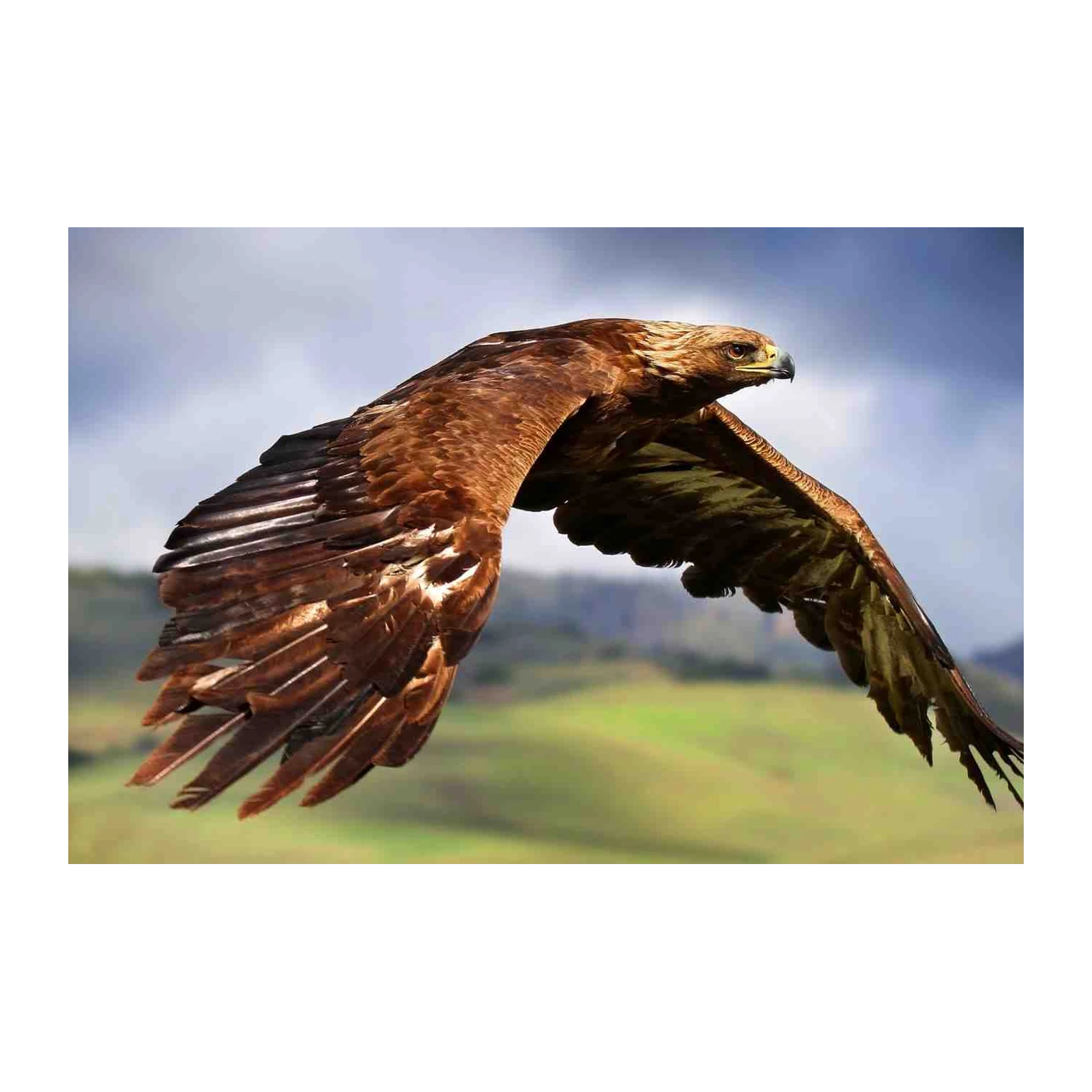 Majestic Golden Eagle in Flight Wall Art