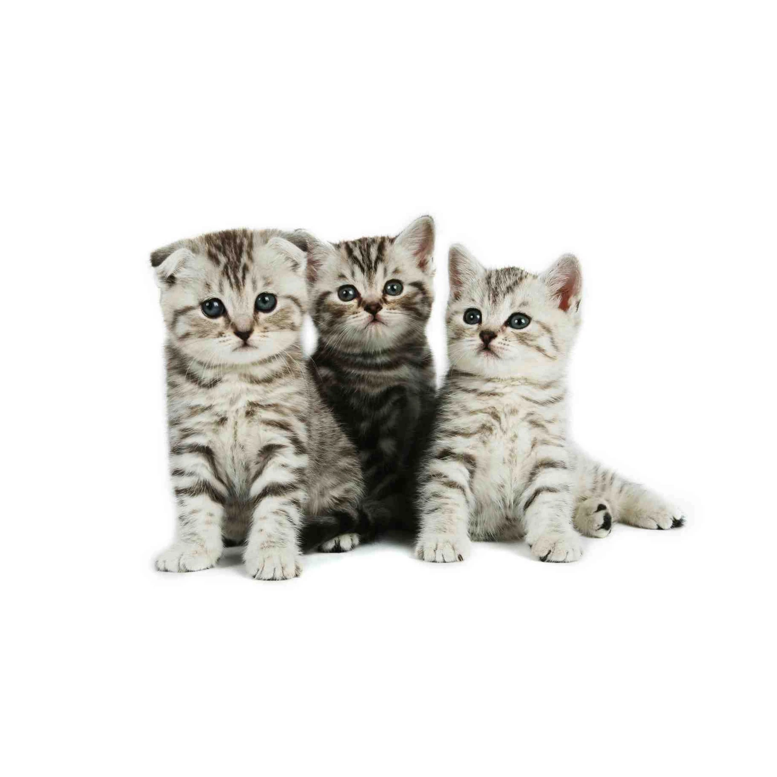 Adorable Kittens Trio Scottish Fold Wall Art