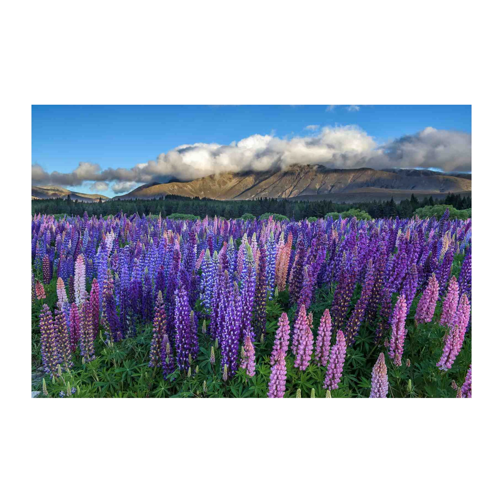 Vibrant Lupine Field Wall Art