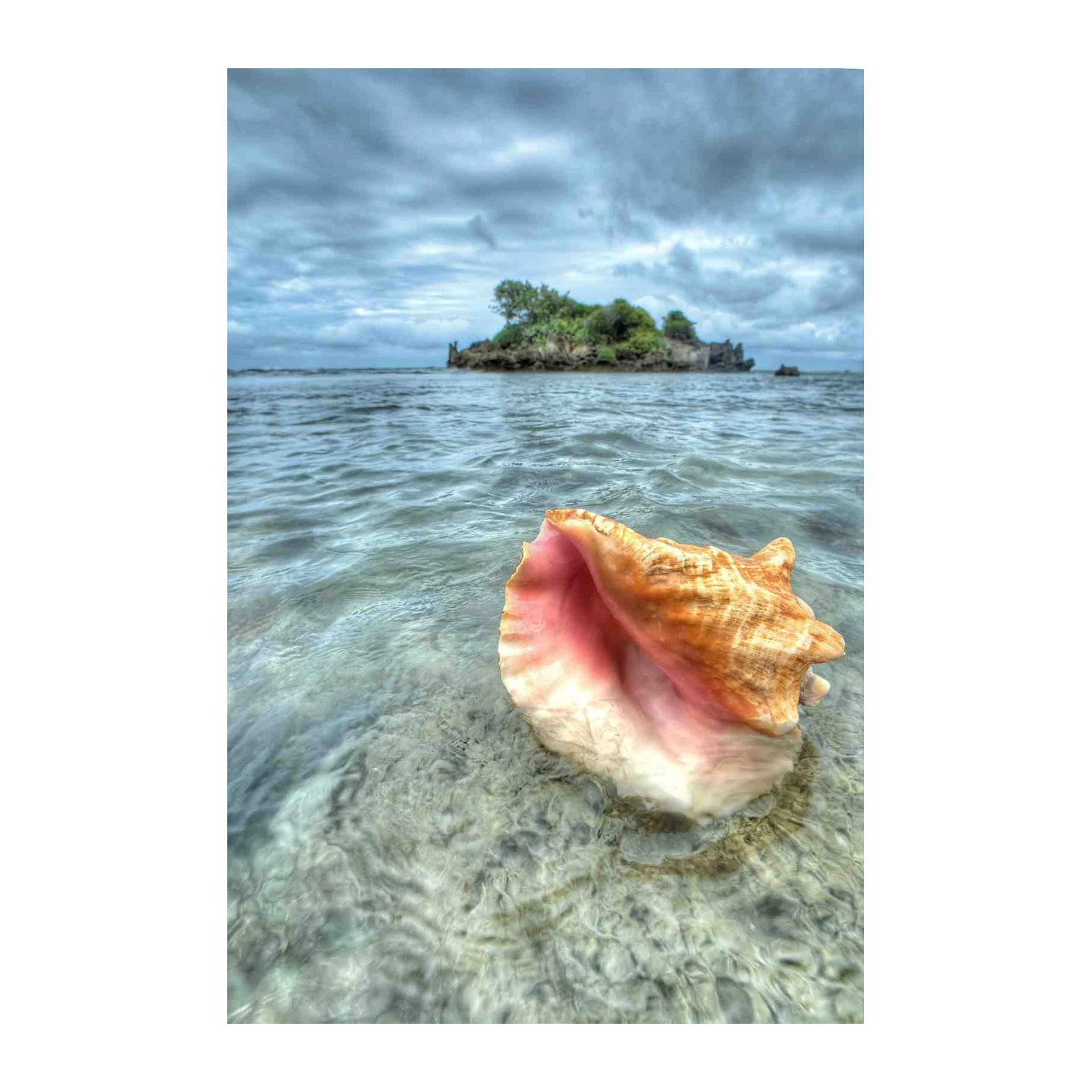 Serene Conch Shell Ocean Island Wall Art