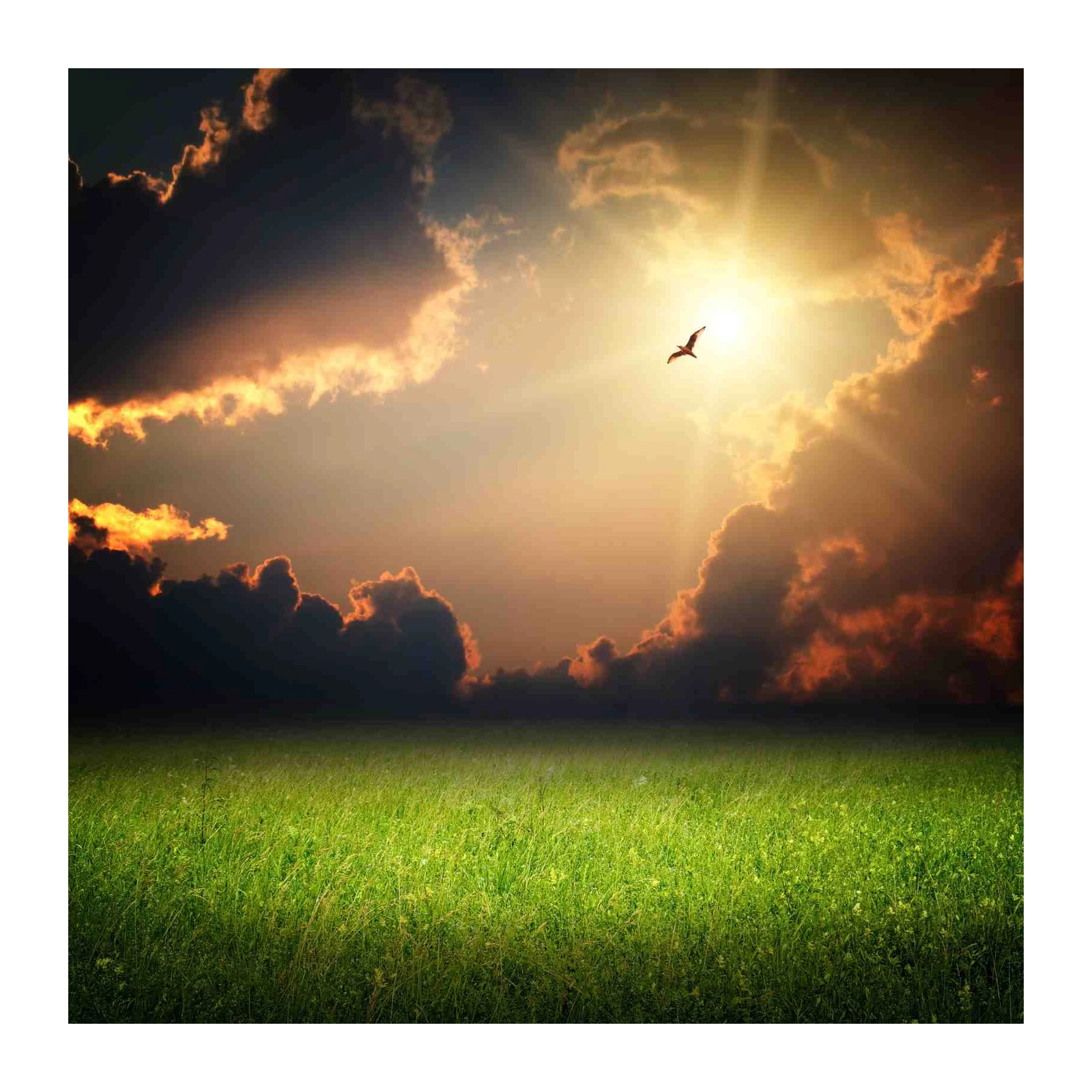 Serene Meadow & Bird Sunset Wall Art