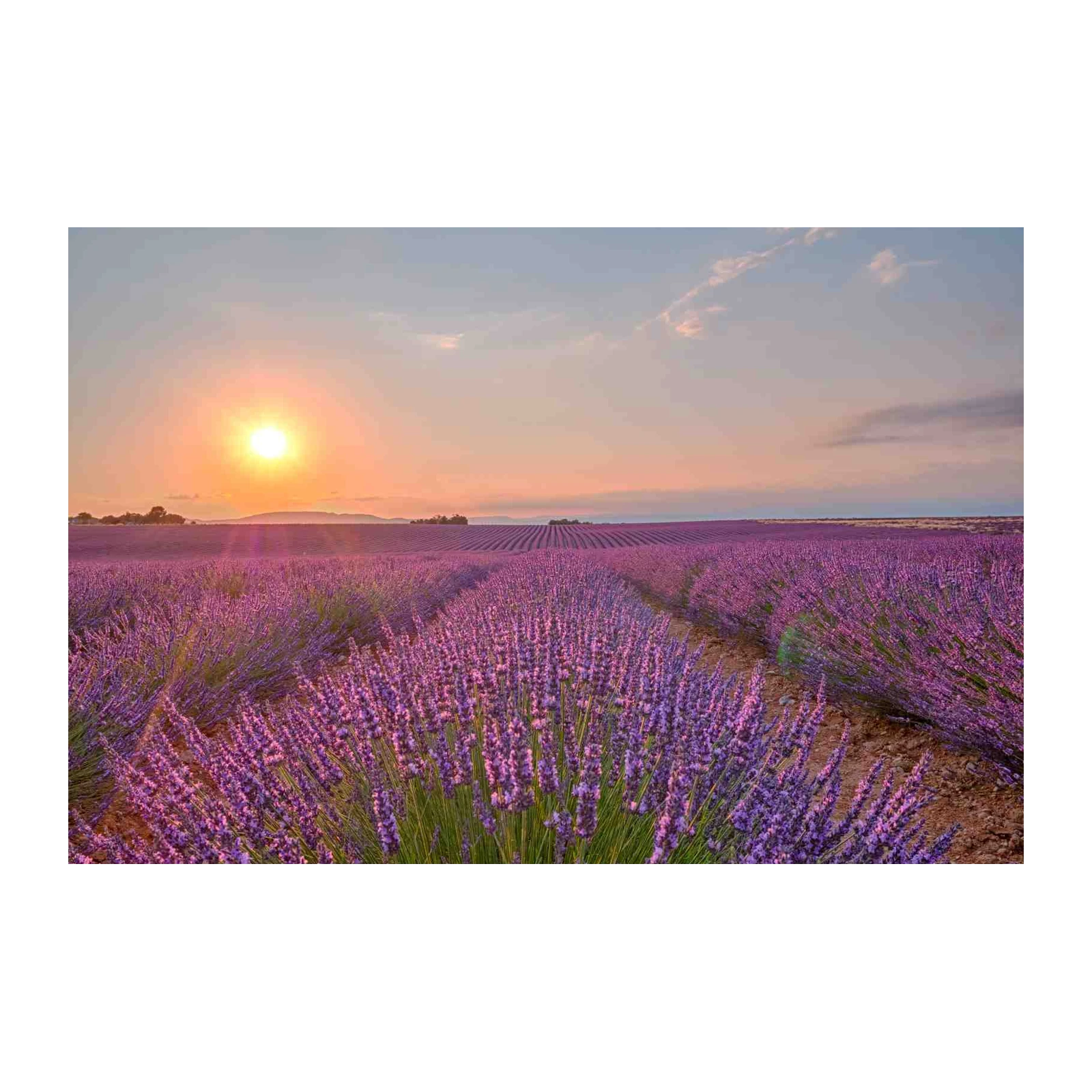 Lavender Field Sunset Serenity Wall Art