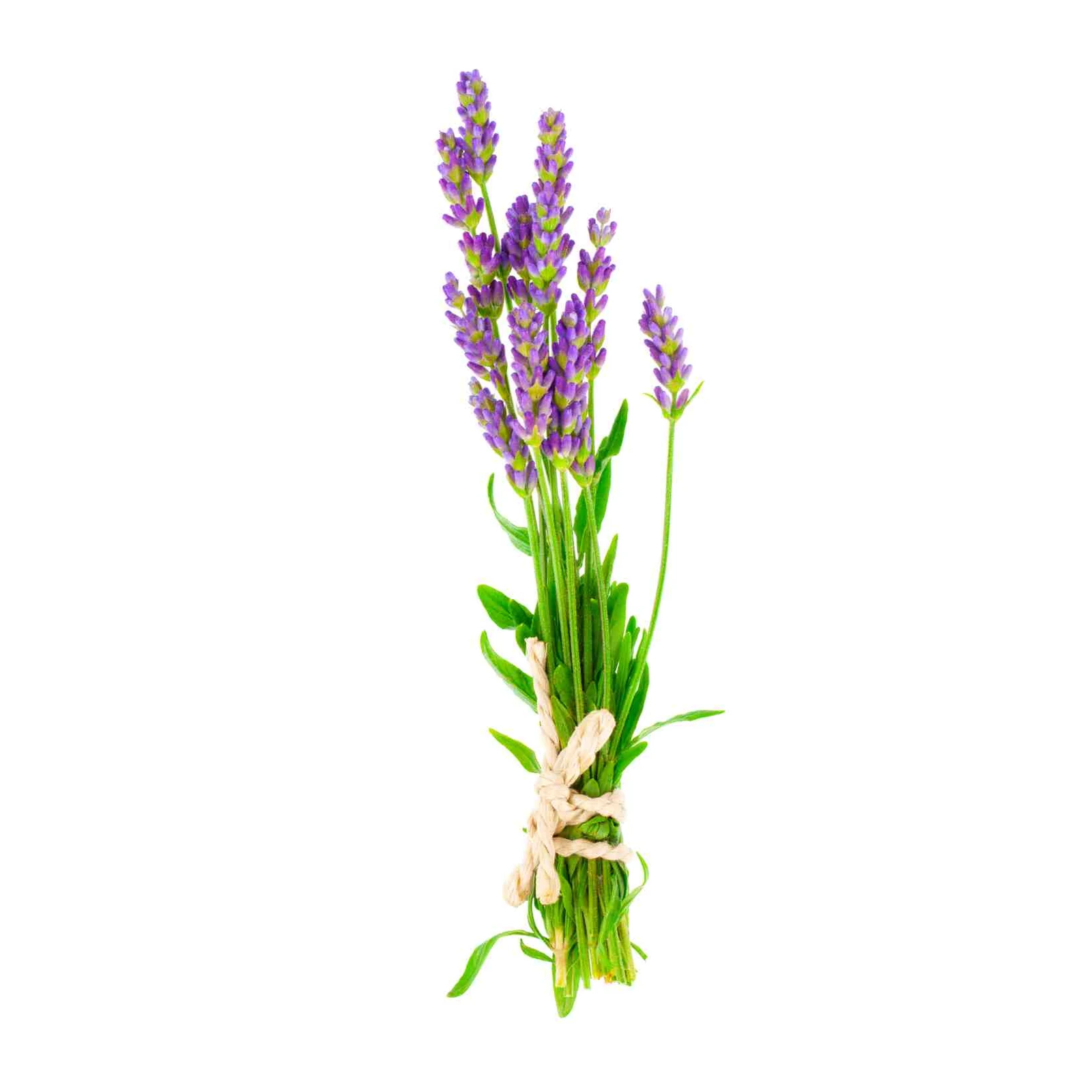 Serene Lavender Bouquet Wall Art