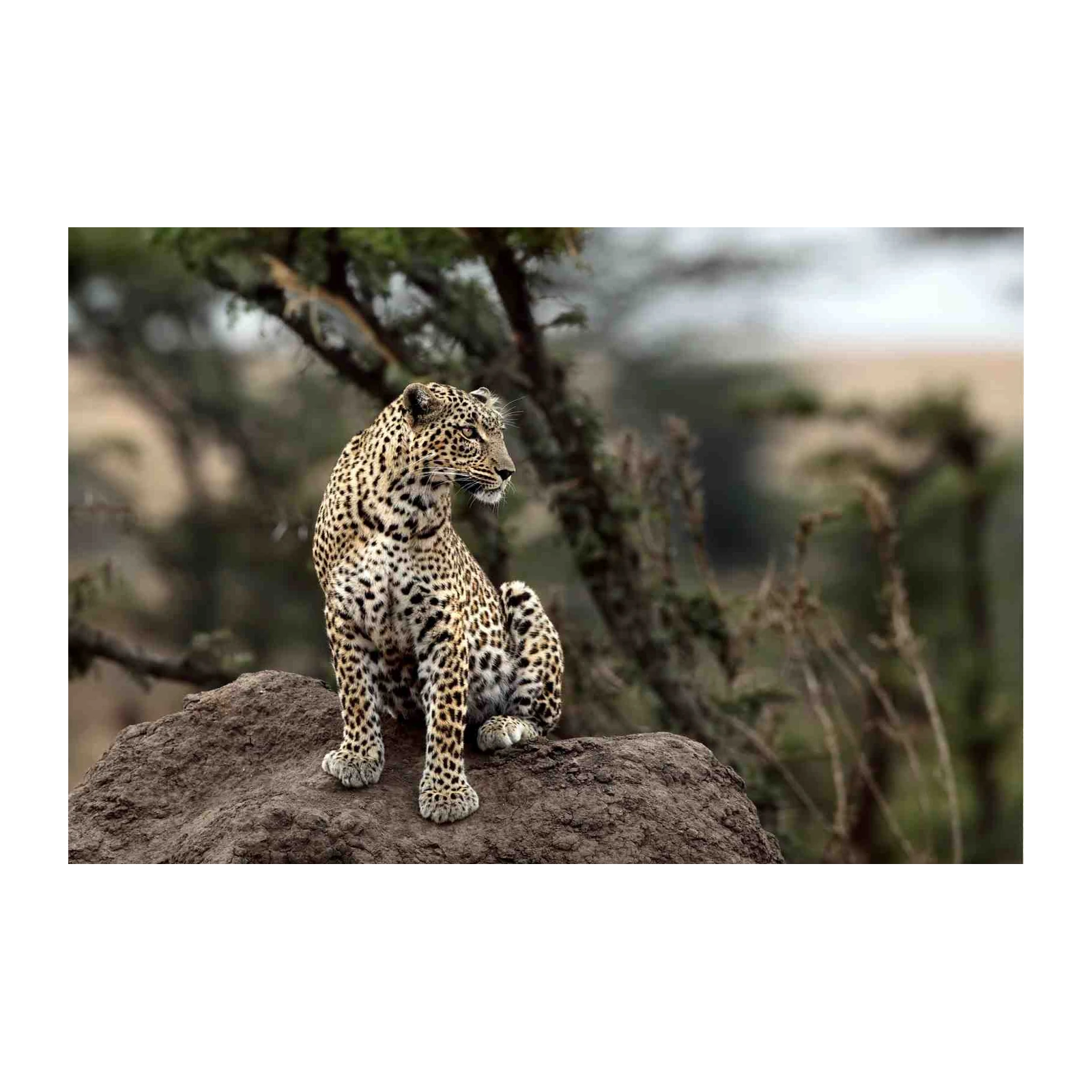 Majestic Leopard Sitting on Rock Wall Art