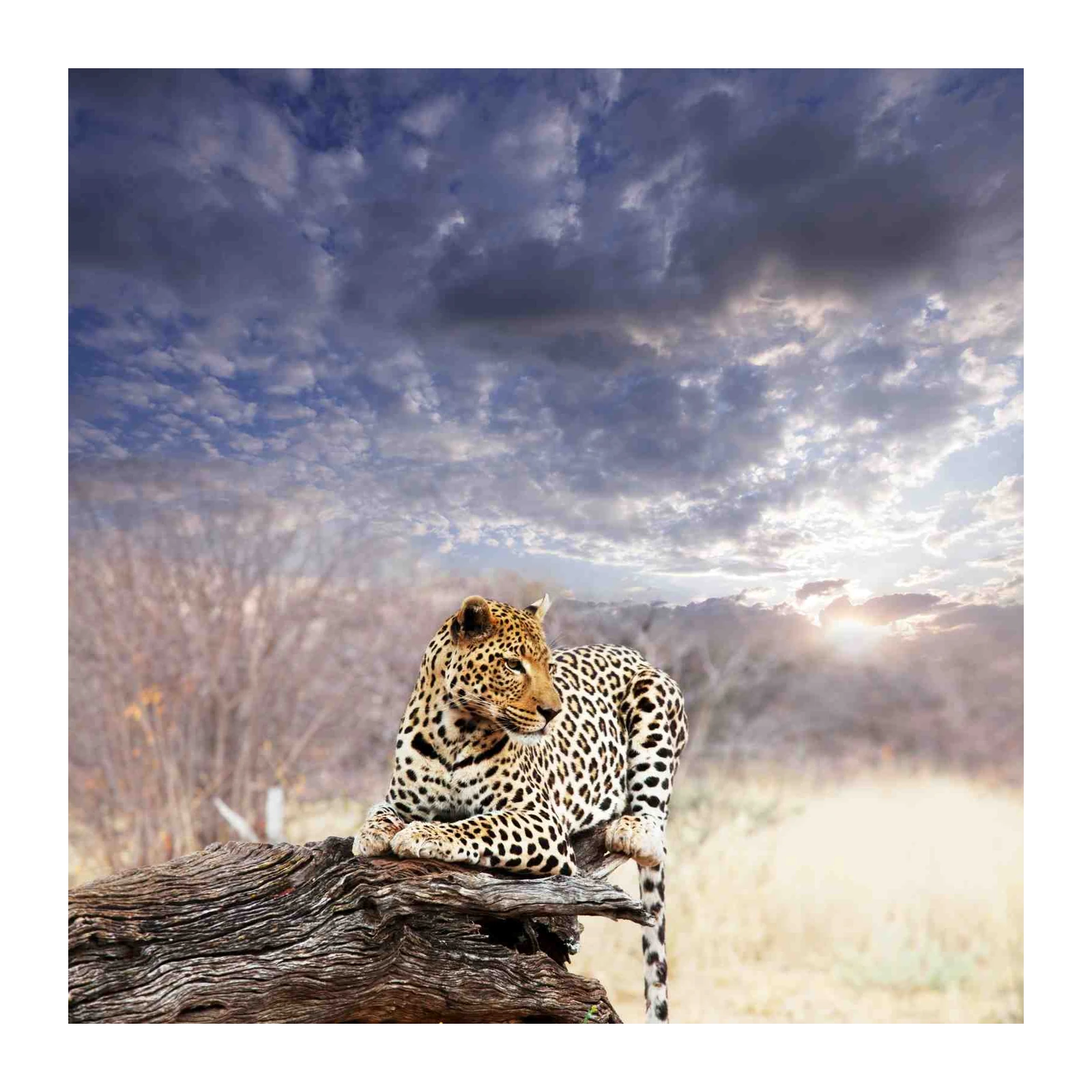 Majestic Leopard African Sunset Wall Art