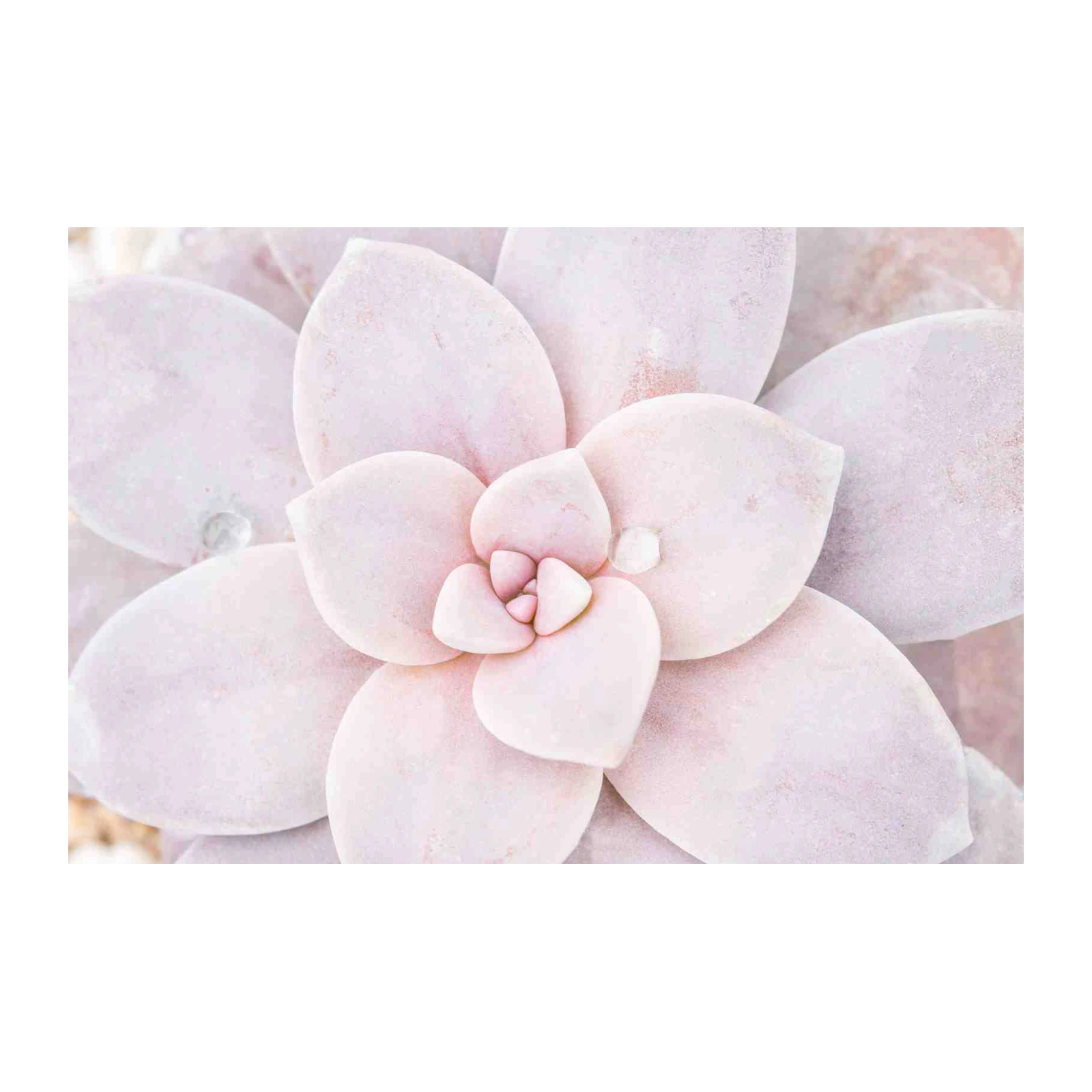 Blush Pink Succulent Macro Art Wall Art