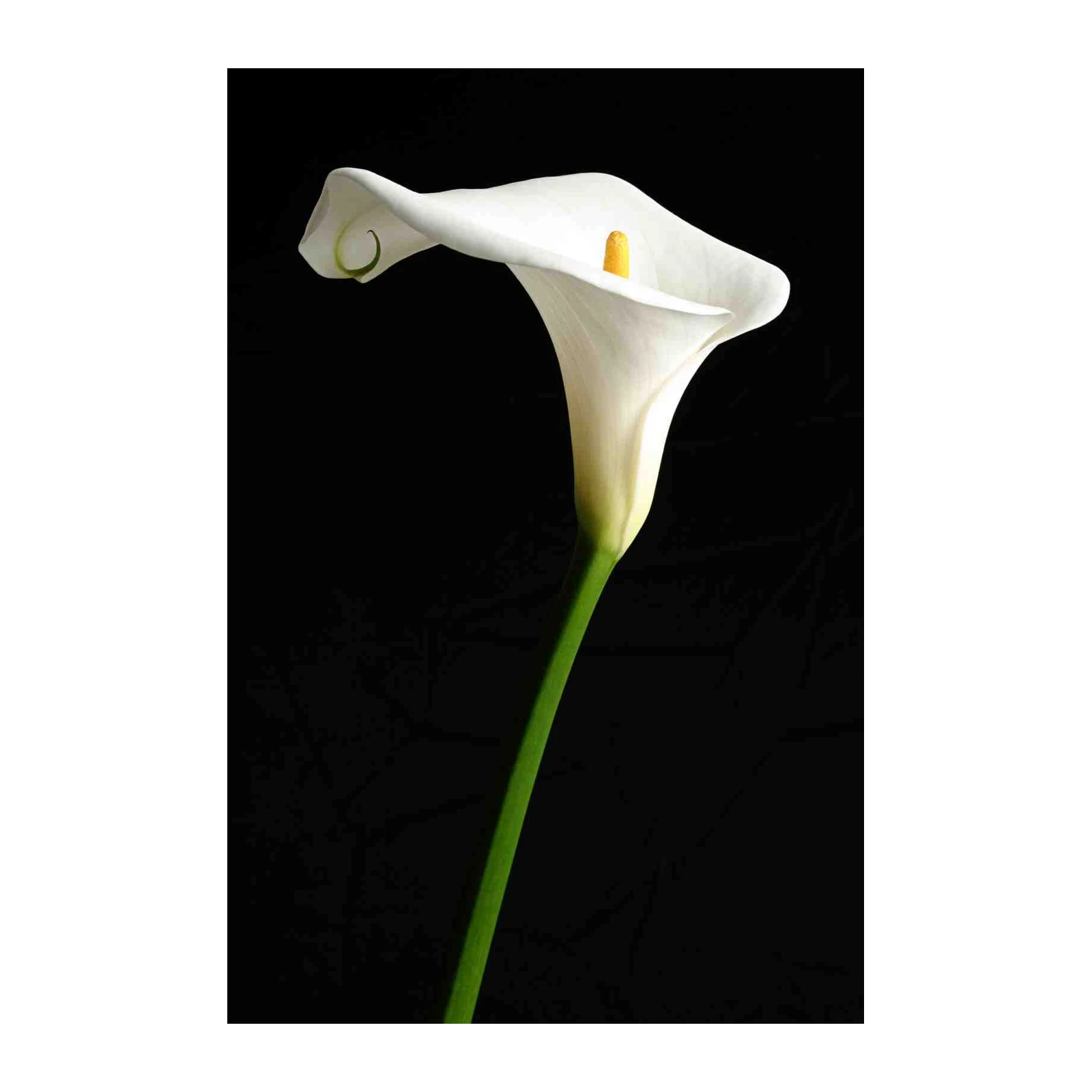 Elegant White Calla Lily Wall Art - Modern Floral Art