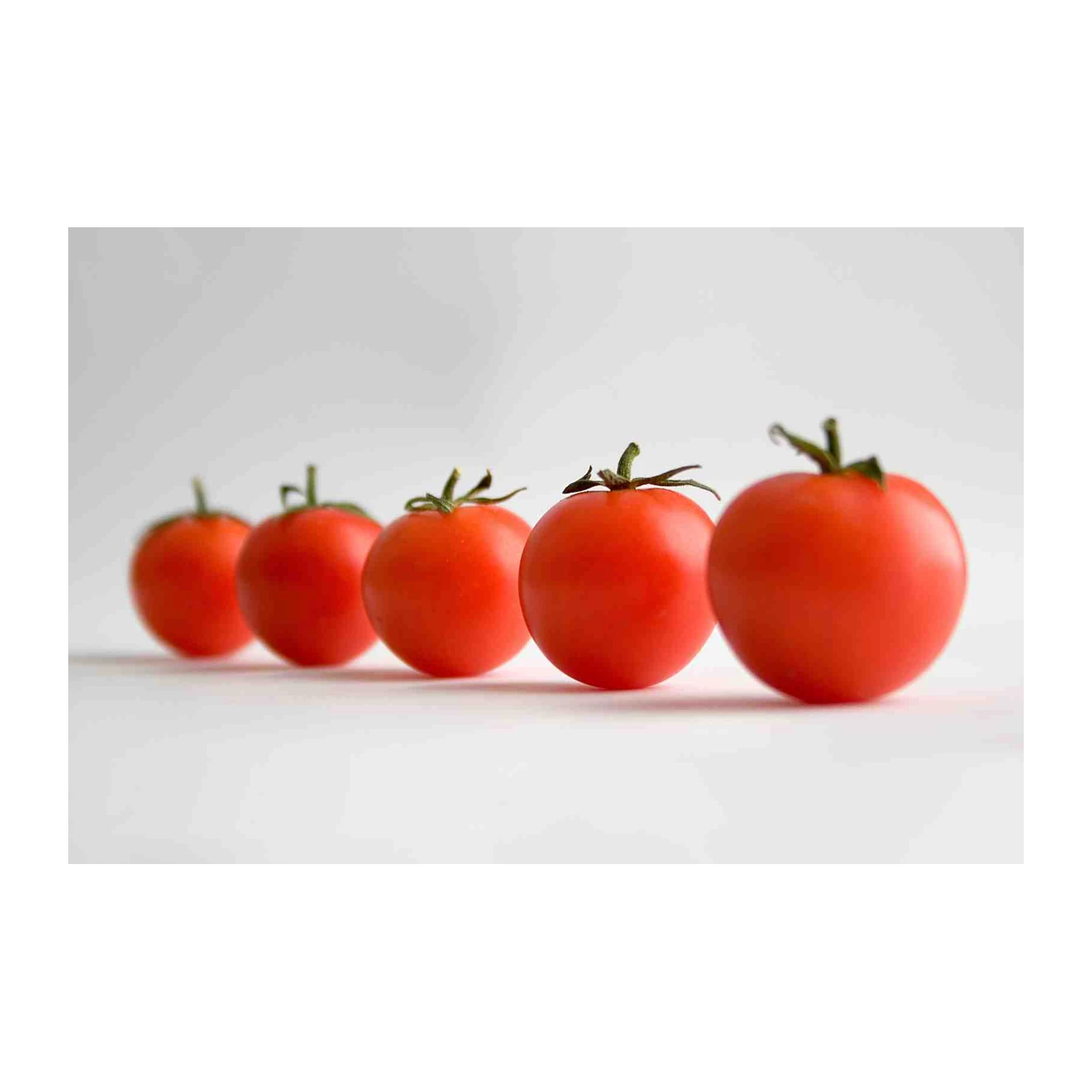 Vibrant Tomatoes Still Life Wall Art