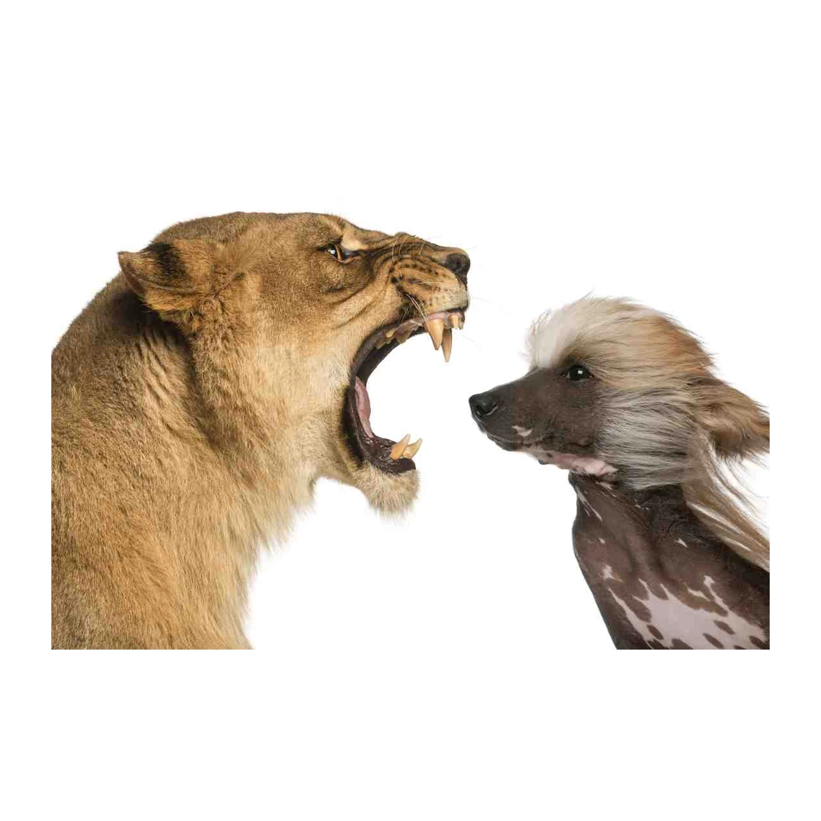 Lion Roaring at Dog Wall Art