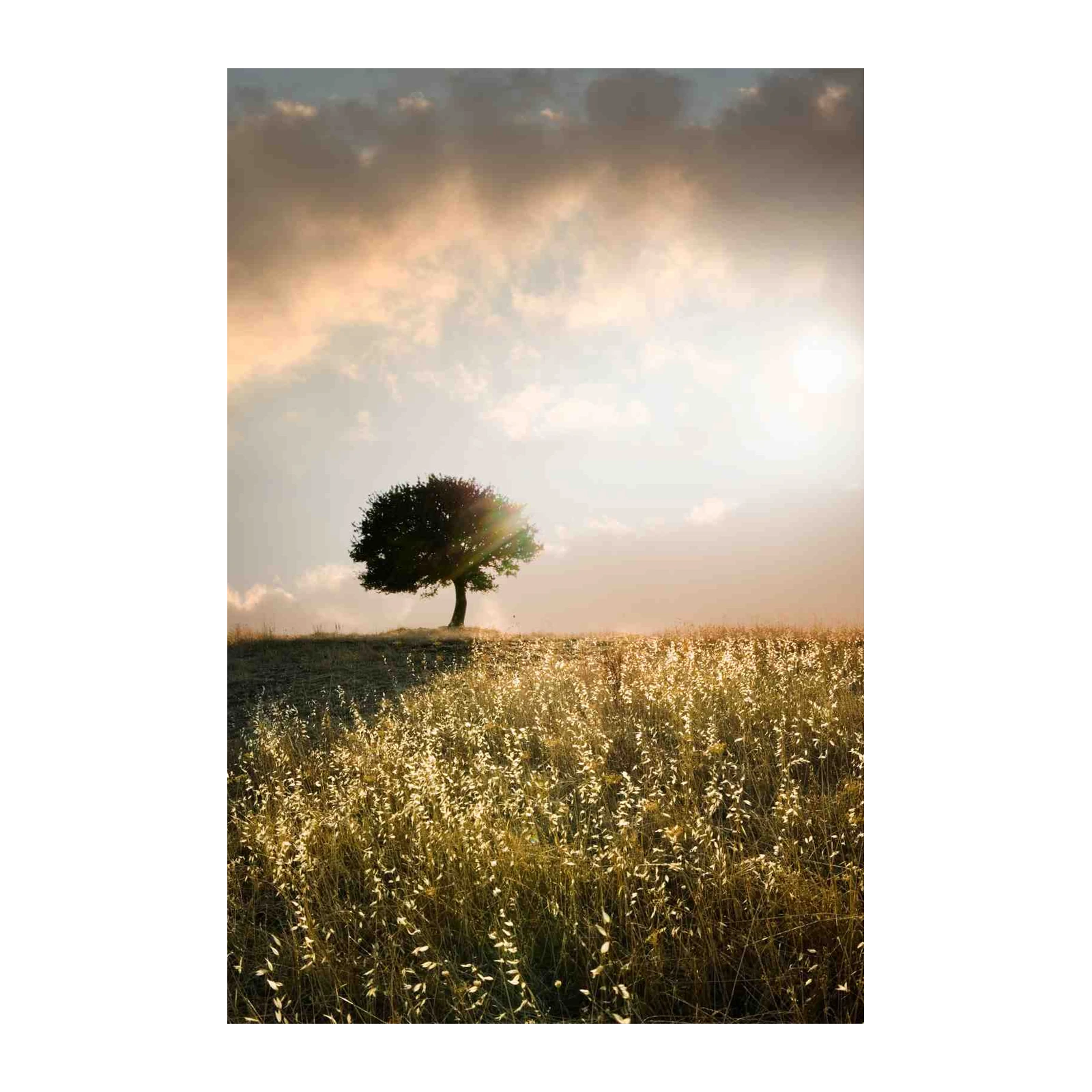 Golden Hour Solitude Tree Wall Art