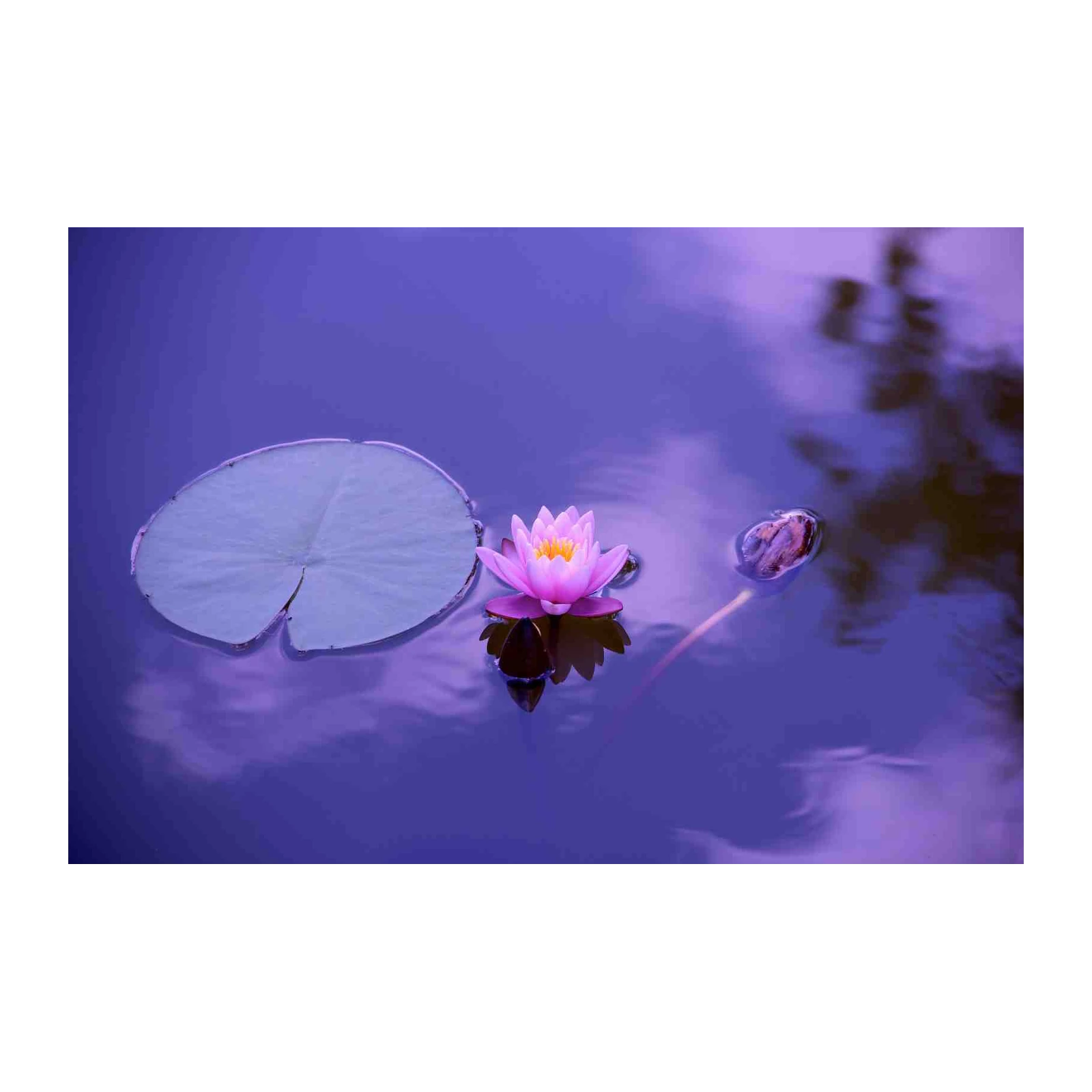 Serene Water Lily Sunset Wall Art