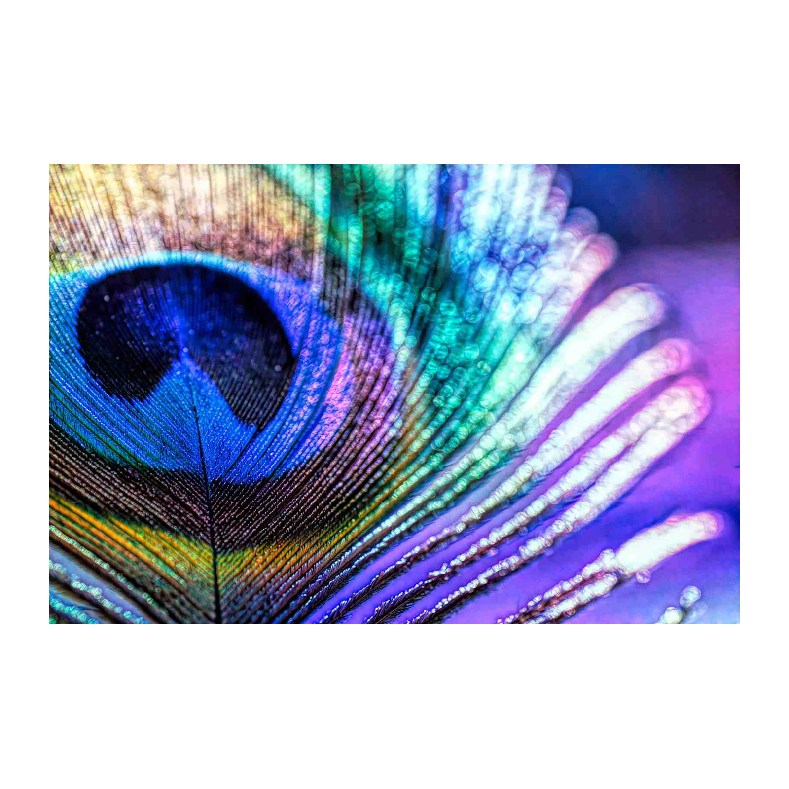 Vibrant Peacock Feather Macro Wall Art