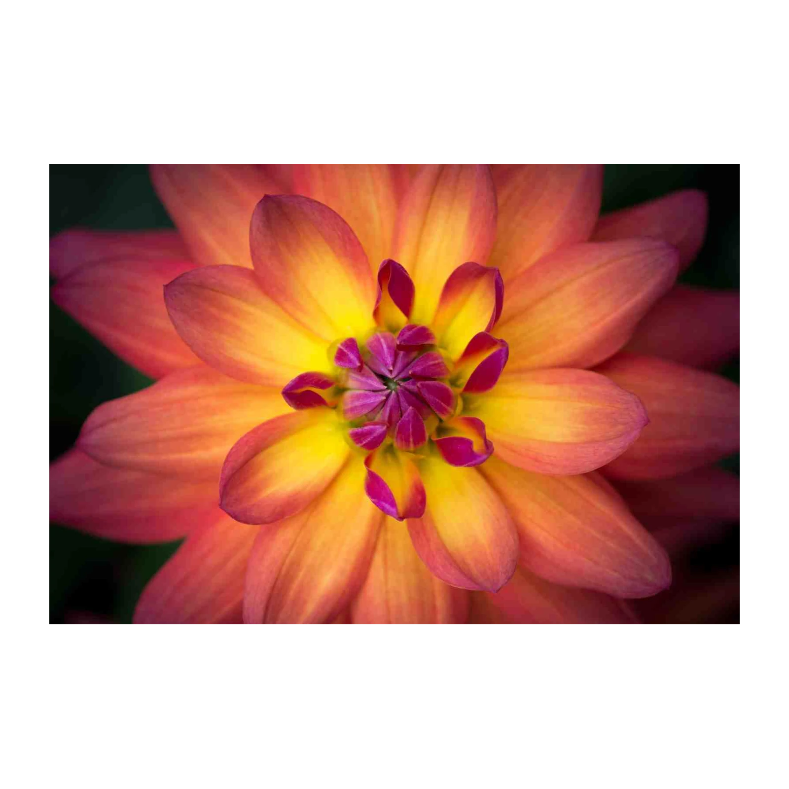 Vibrant Dahlia Flower Close-Up Wall Art