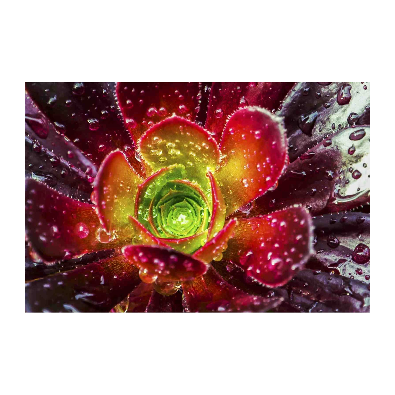 Vibrant Succulent Bloom Water Droplets Wall Art