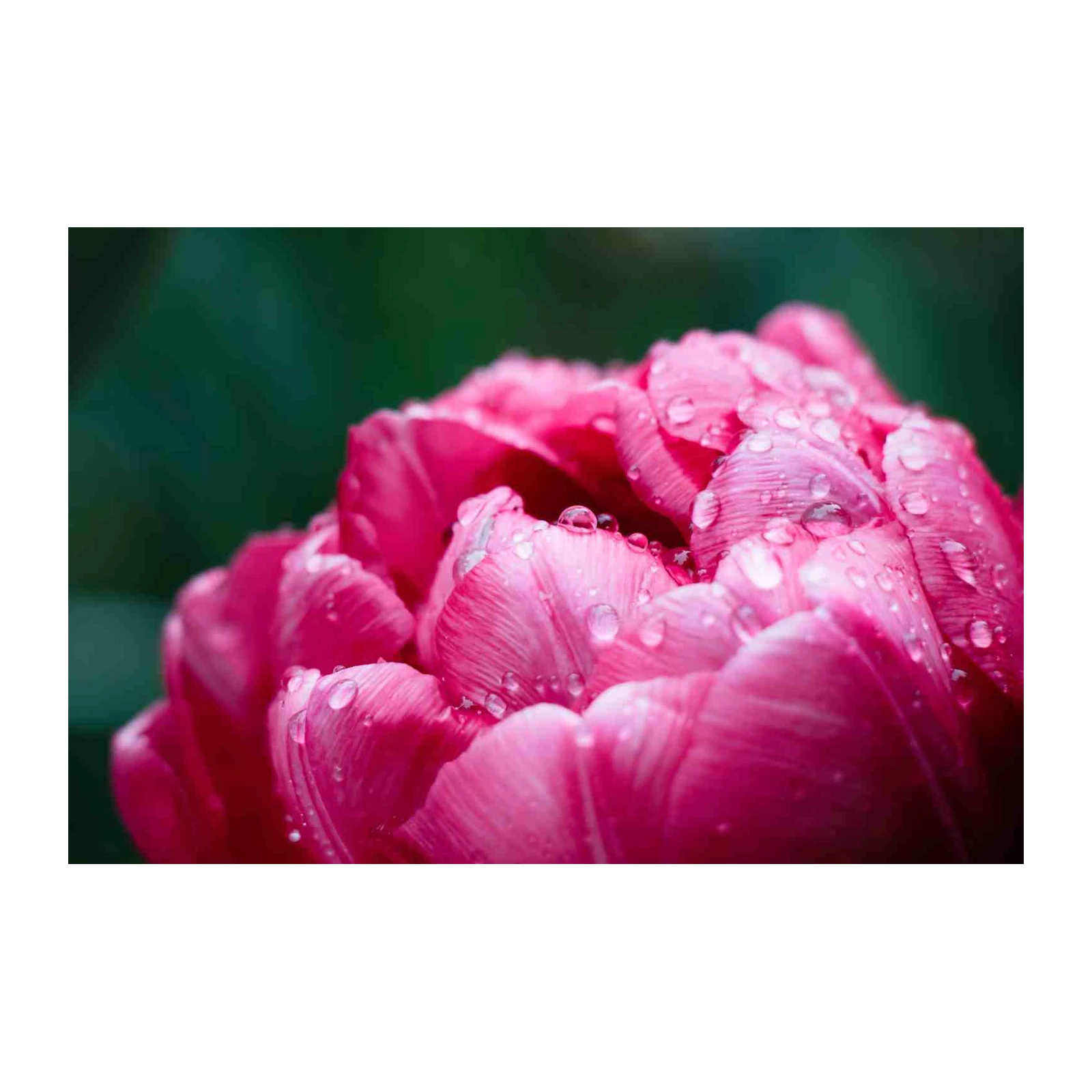 Dew Kissed Pink Tulip Close-Up Wall Art