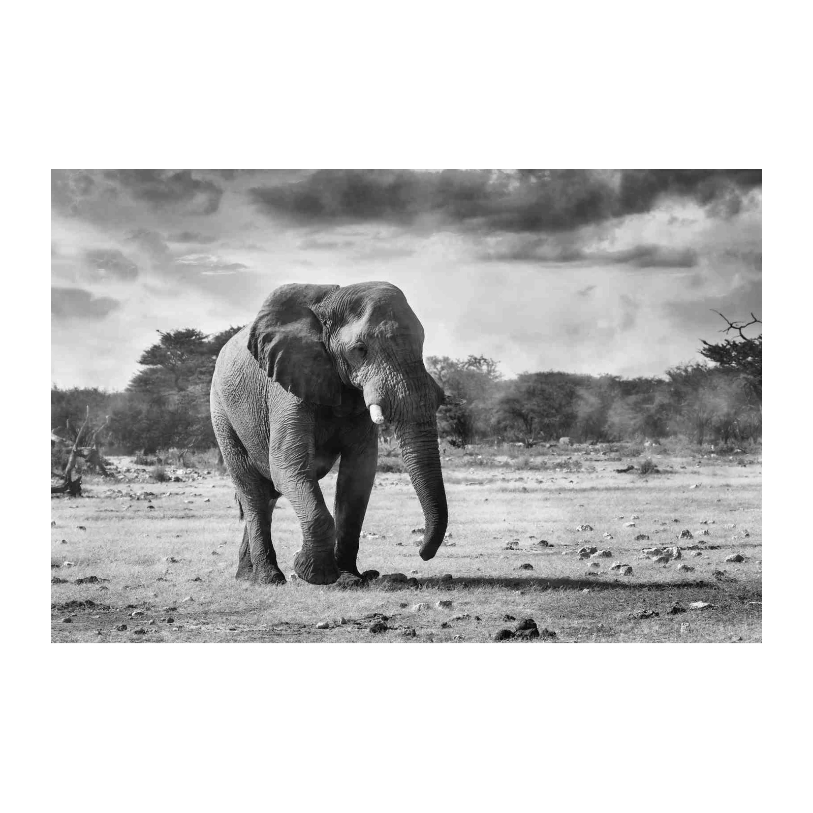 Majestic Elephant Safari Landscape Wall Art