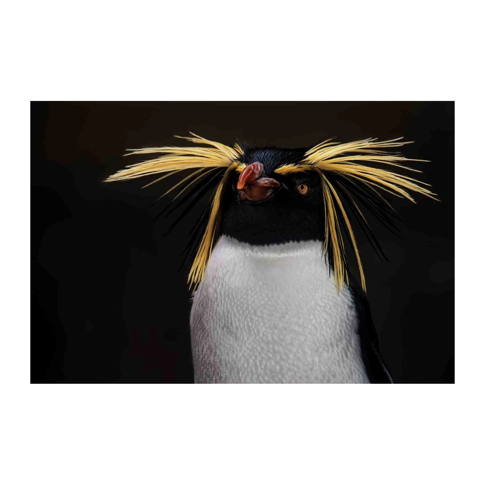 Majestic Rockhopper Penguin Portrait Wall Art