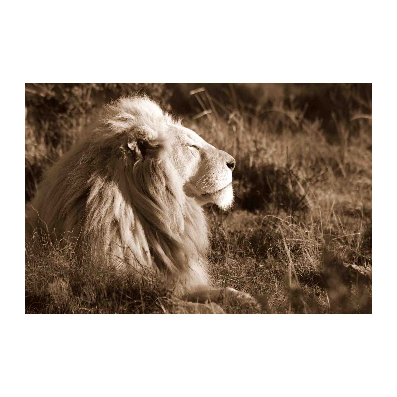 Majestic White Lion Serene Power Wall Art