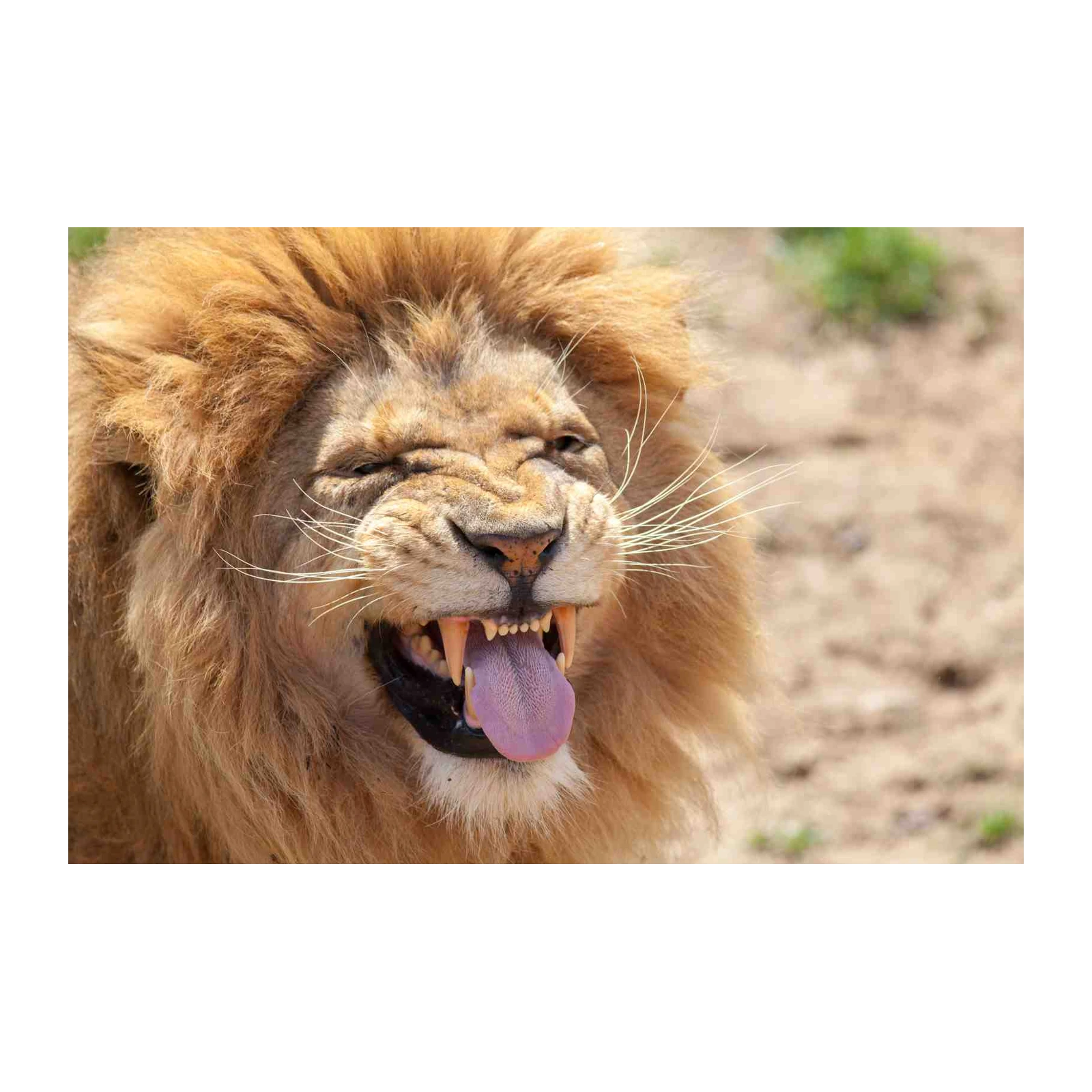 Majestic Lion Roaring Wall Art