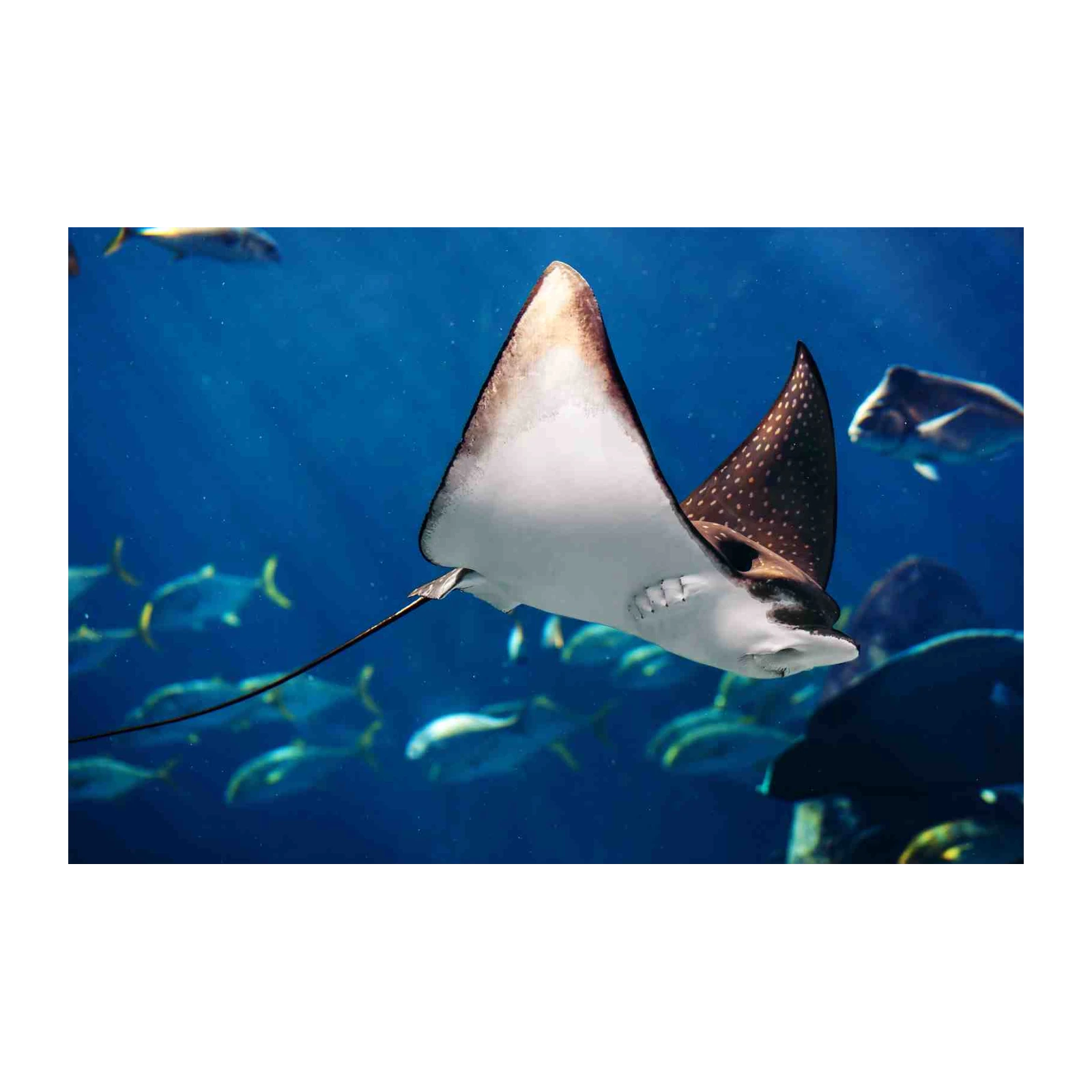 Graceful Eagle Ray Ocean View Wall Art