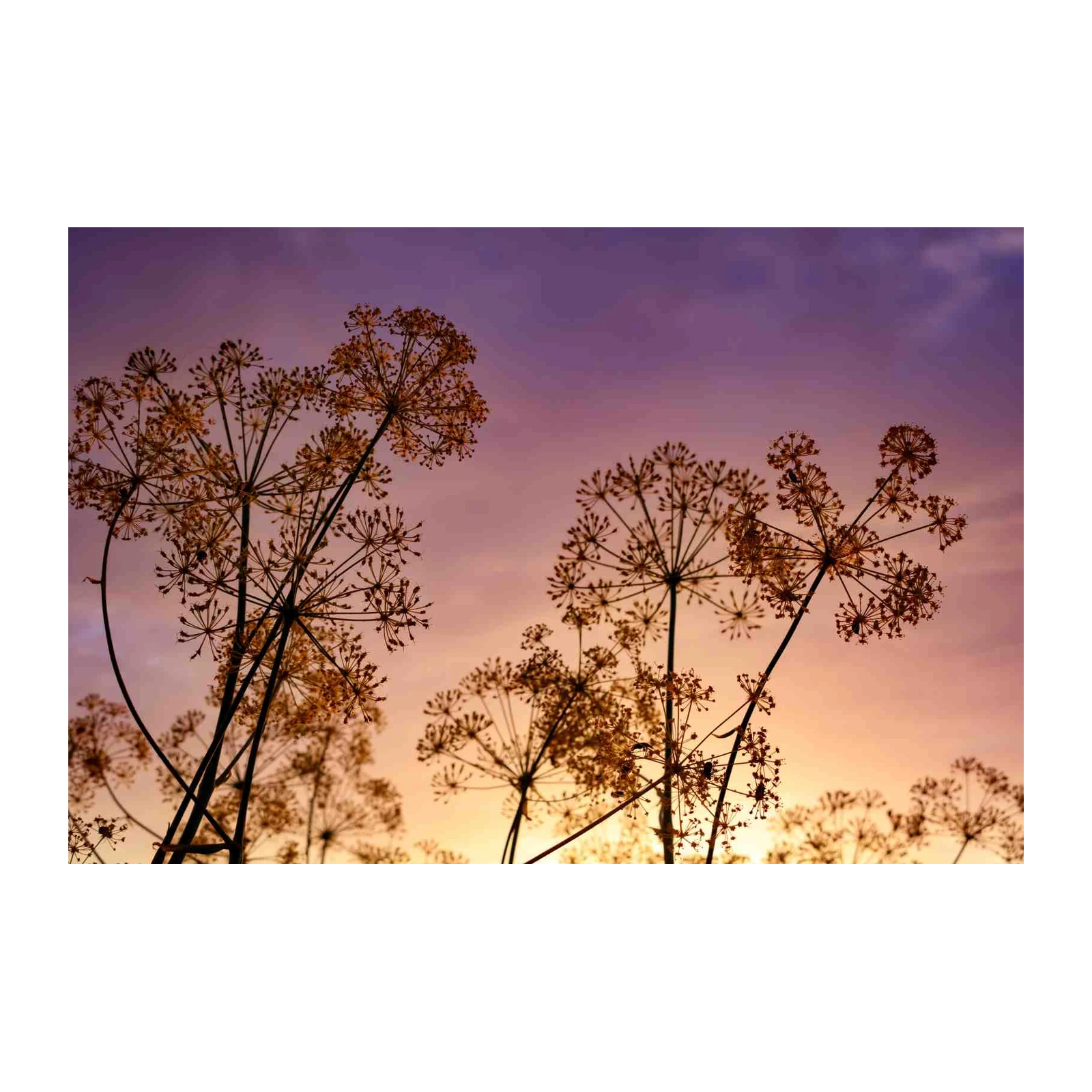 Golden Dill Blooms Sunset Wall Art