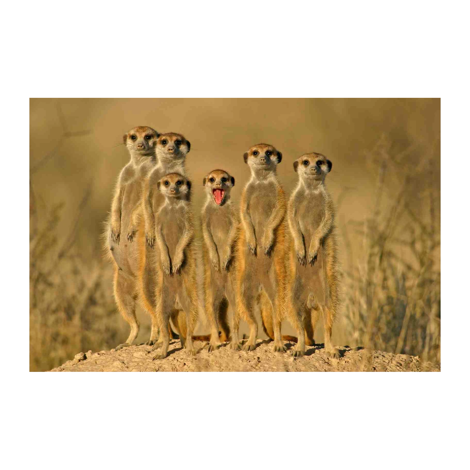Playful Meerkat Family Wildlife Wall Art