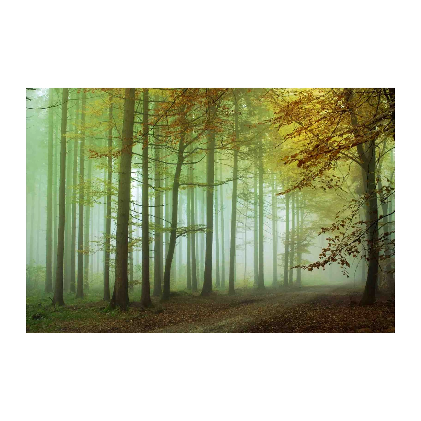 Misty Forest Path Wall Art