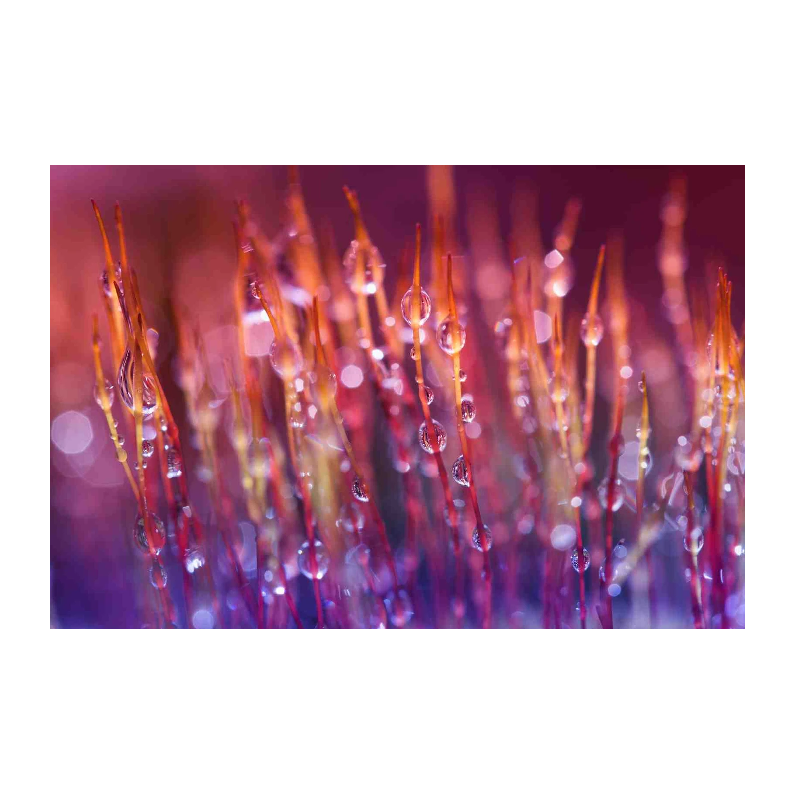 Macro Dew Drops & Blurry Bokeh Wall Art