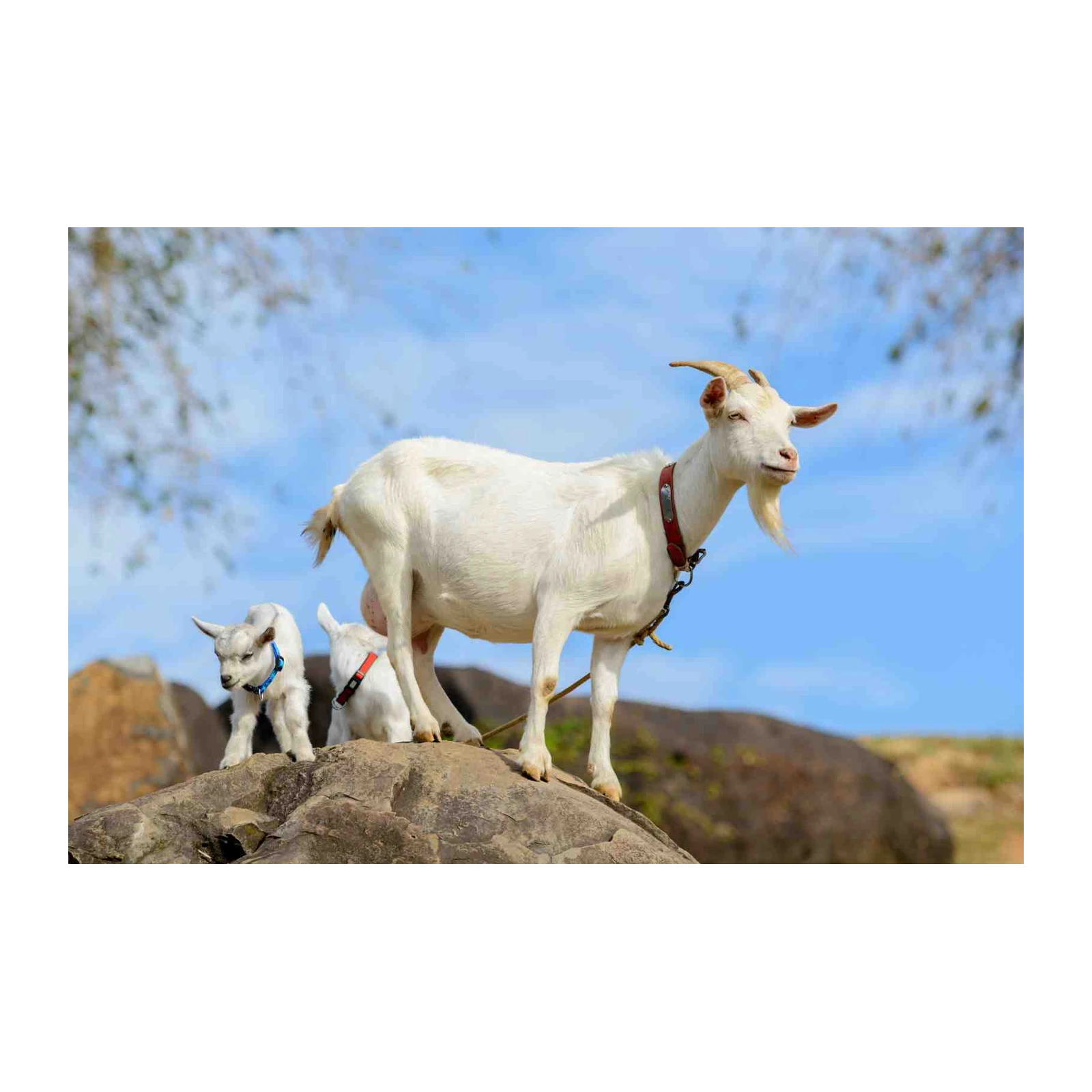 Majestic Goat Family on Rocky Outcrop Wall Art