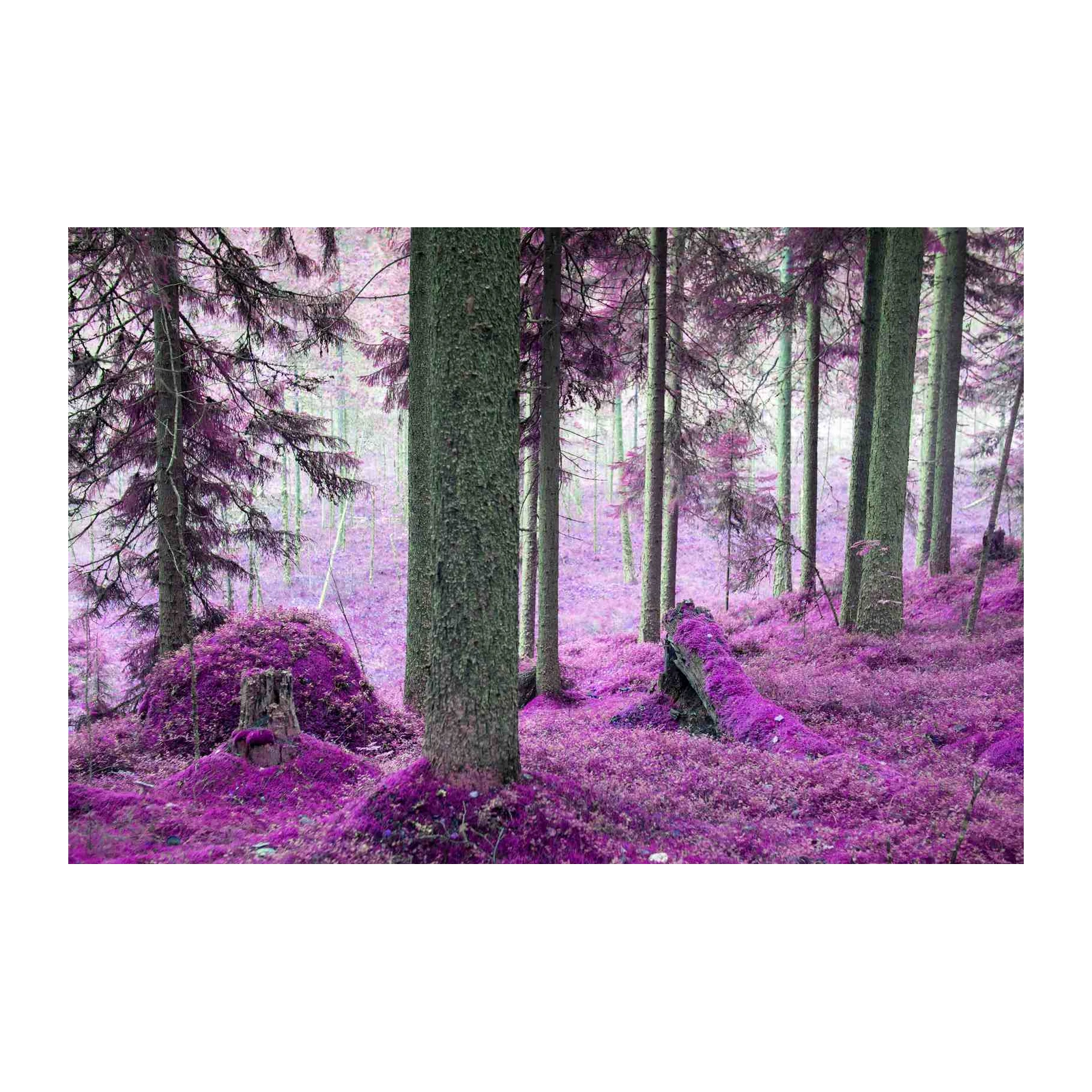 Enchanted Purple Forest Wall Art Wall Art
