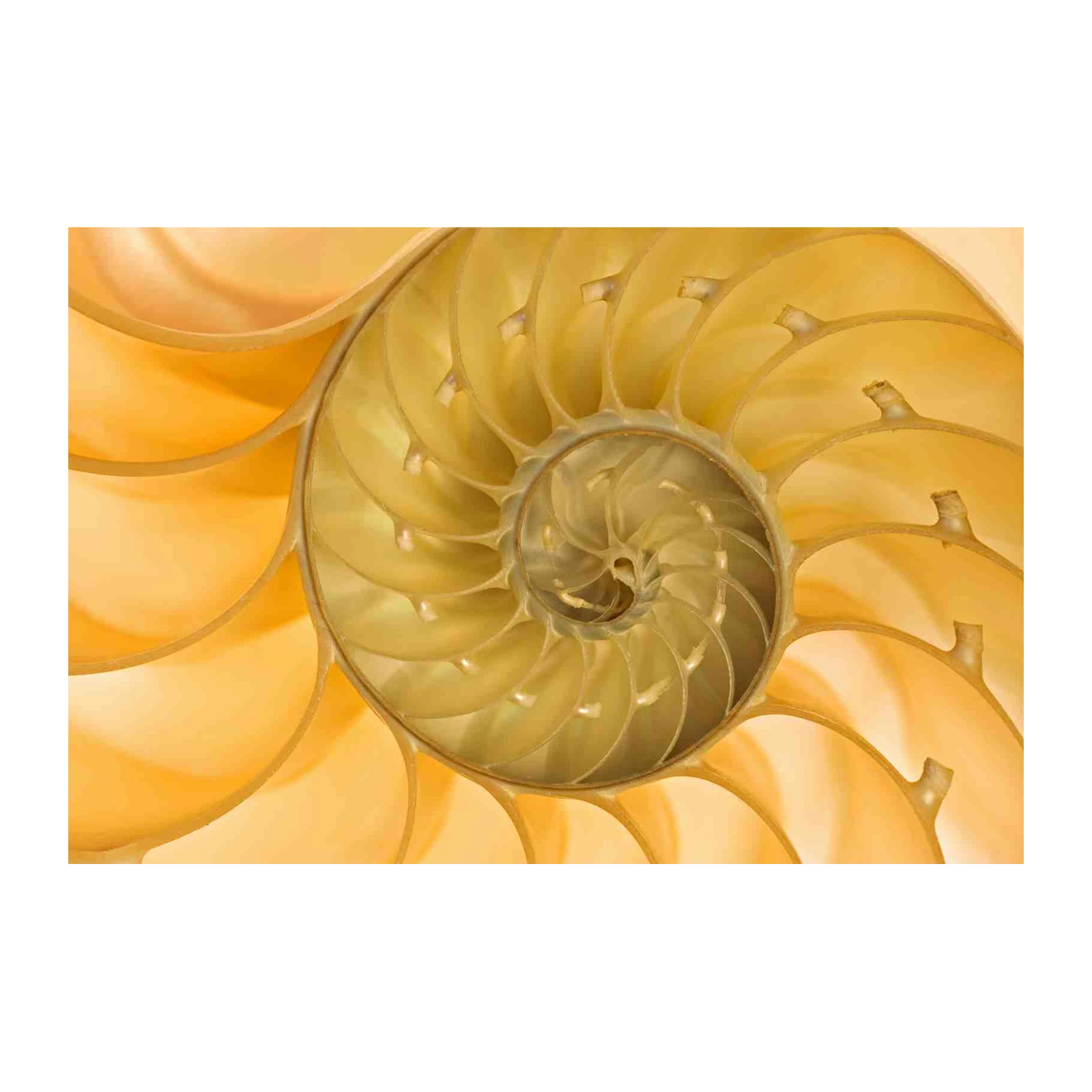 Golden Nautilus Shell Geometric Art Wall Art