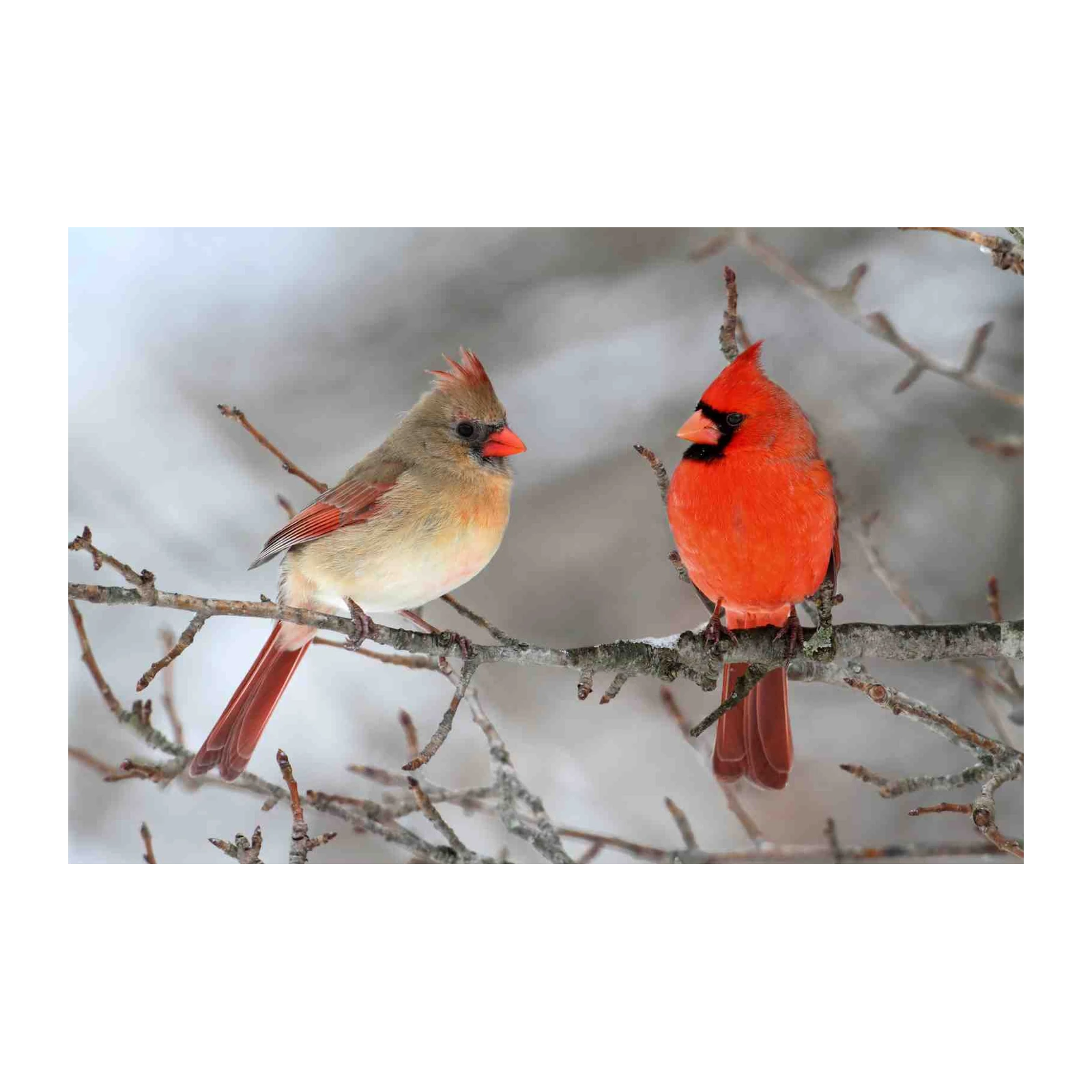 Pair of Cardinals Winter Scene Wall Art