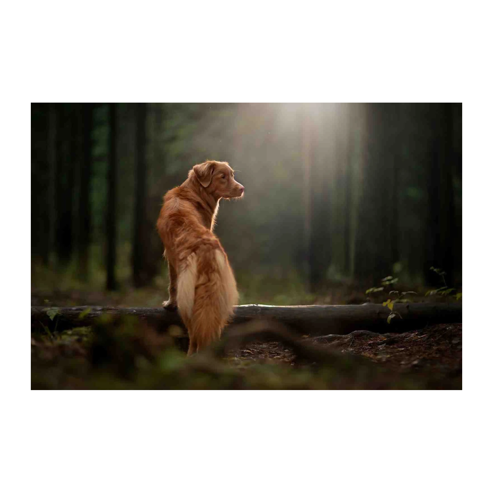 Golden Retriever Forest Serenity Wall Art