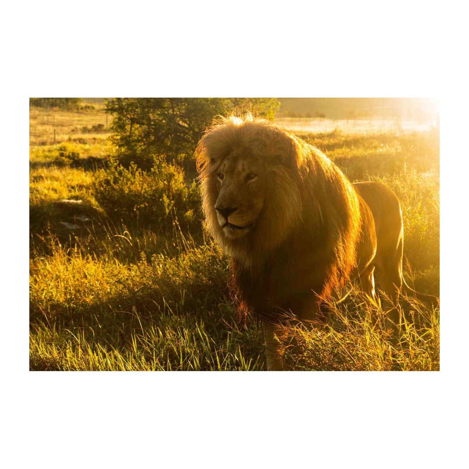 Majestic Lion Sunset African Safari Wall Art