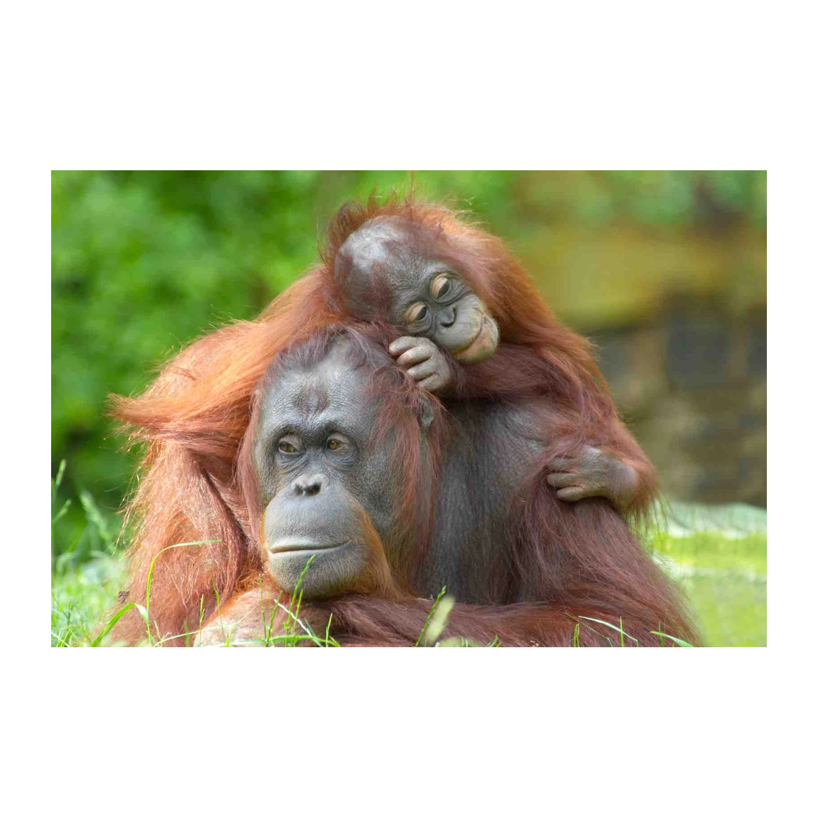 Gentle Orangutan Embrace Wall Art Wall Art