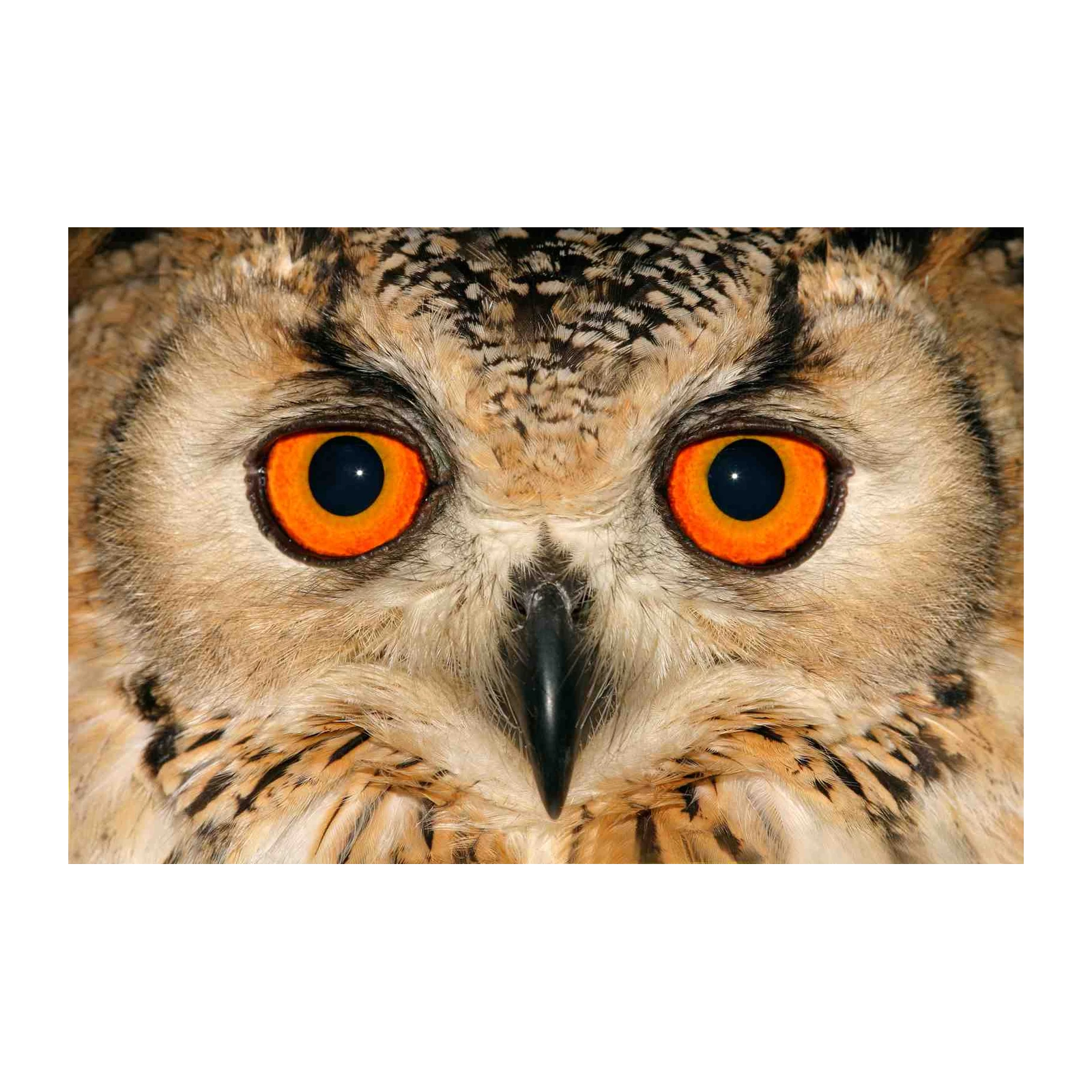 Piercing Owl Eyes Wall Art | Wildlife Art