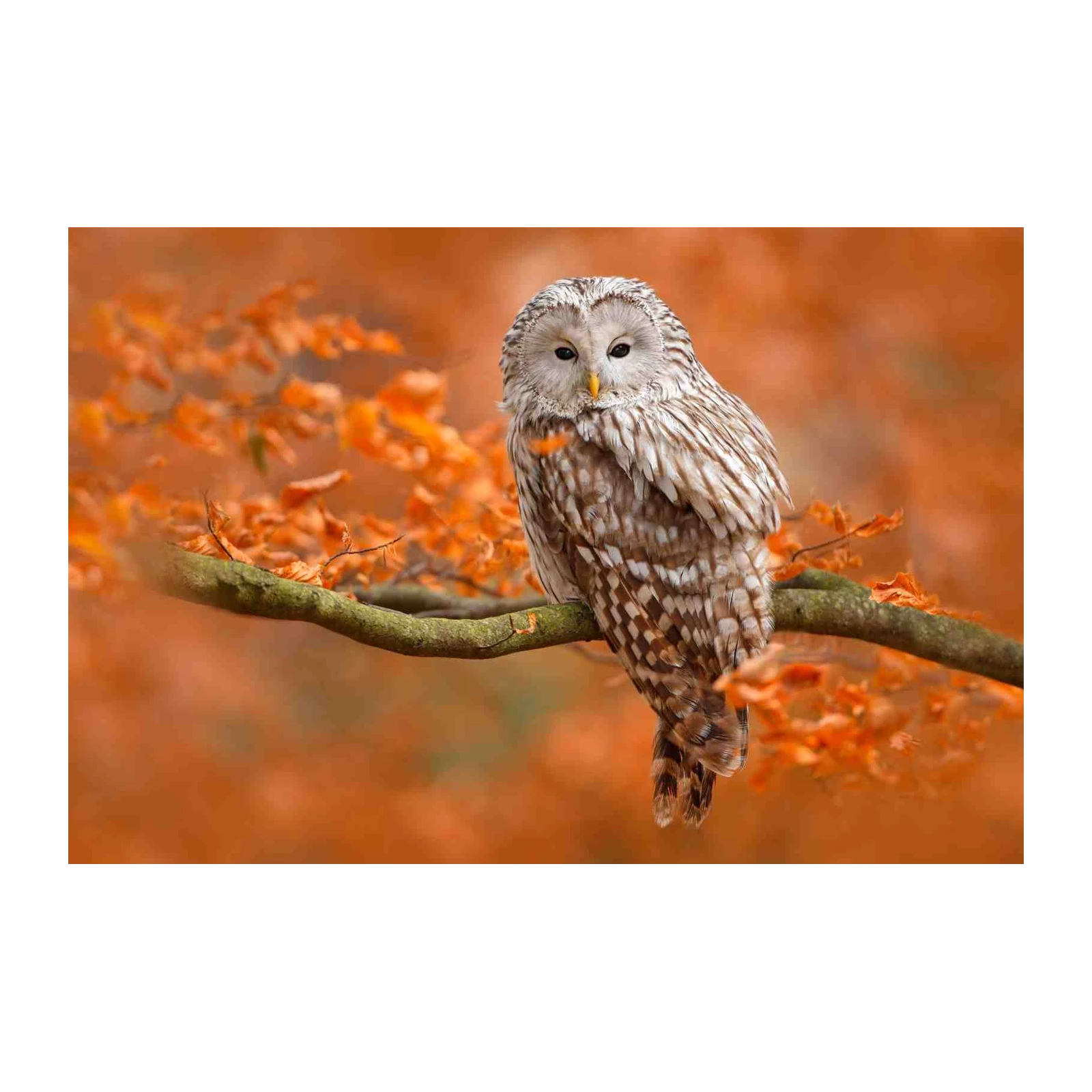 Majestic Owl in Autumn Foliage Wall Art