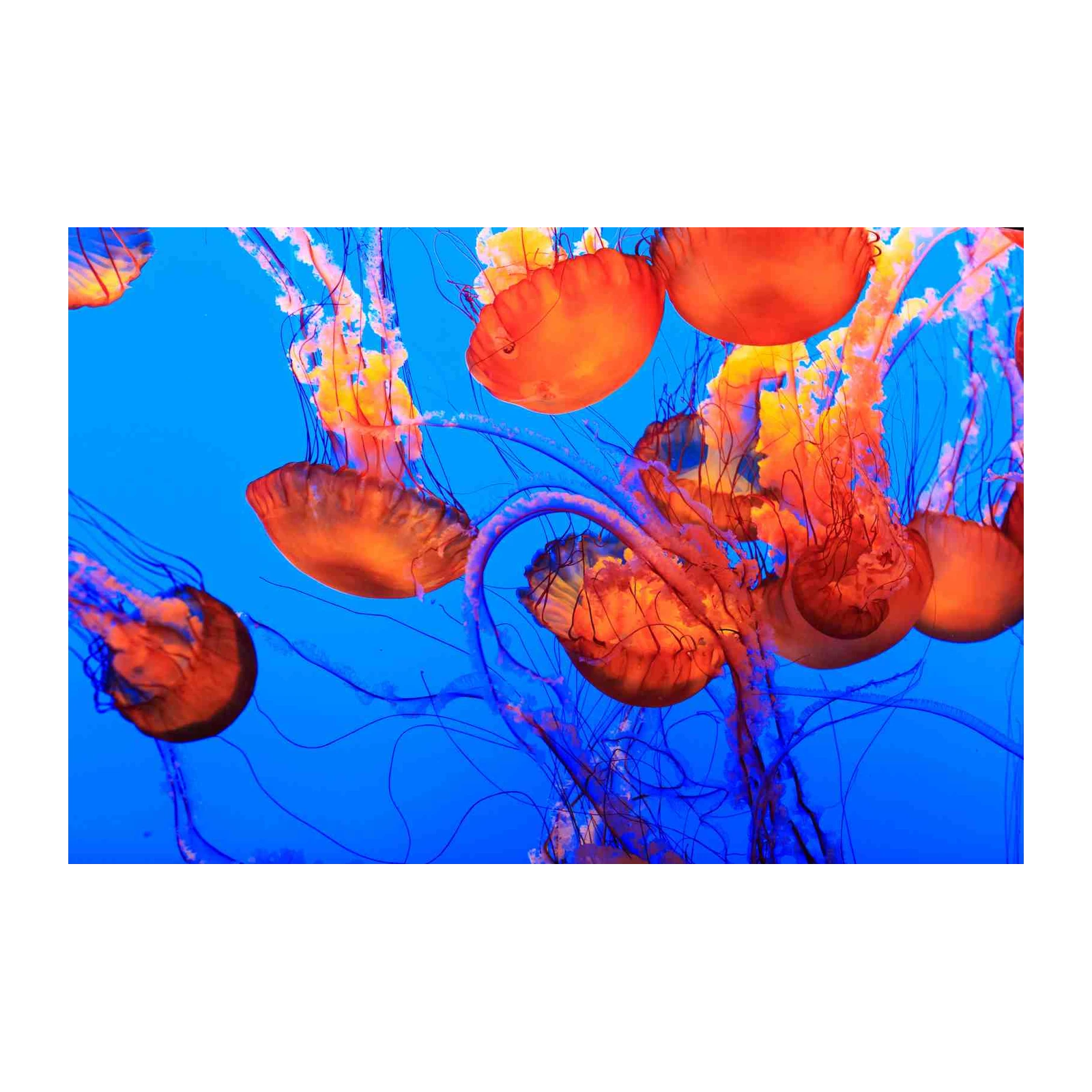 Vibrant Jellyfish Ocean Breeze Wall Art