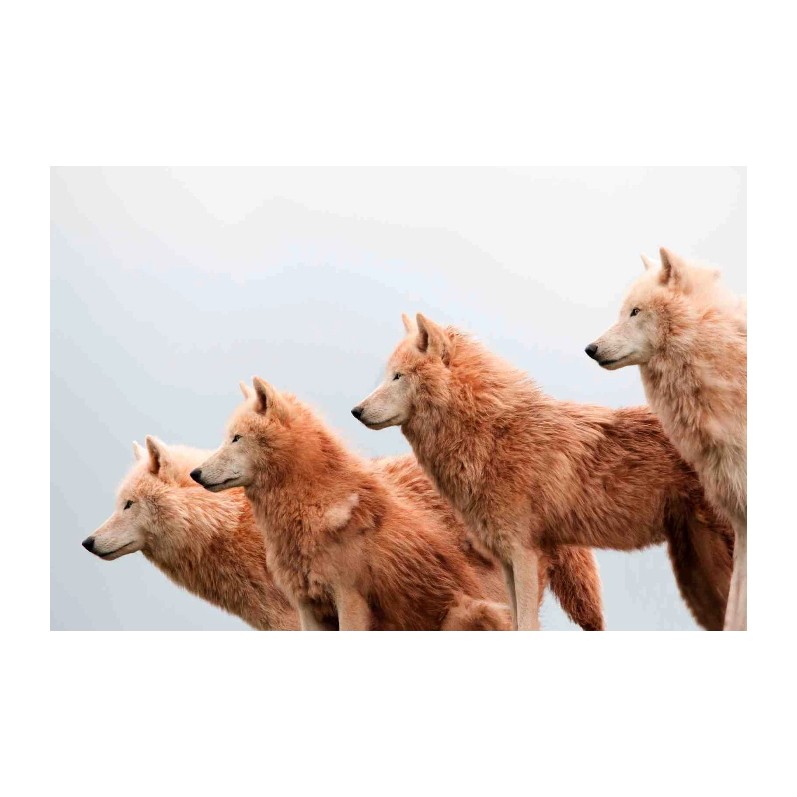 Majestic Alpha Wolves Aura Wall Art
