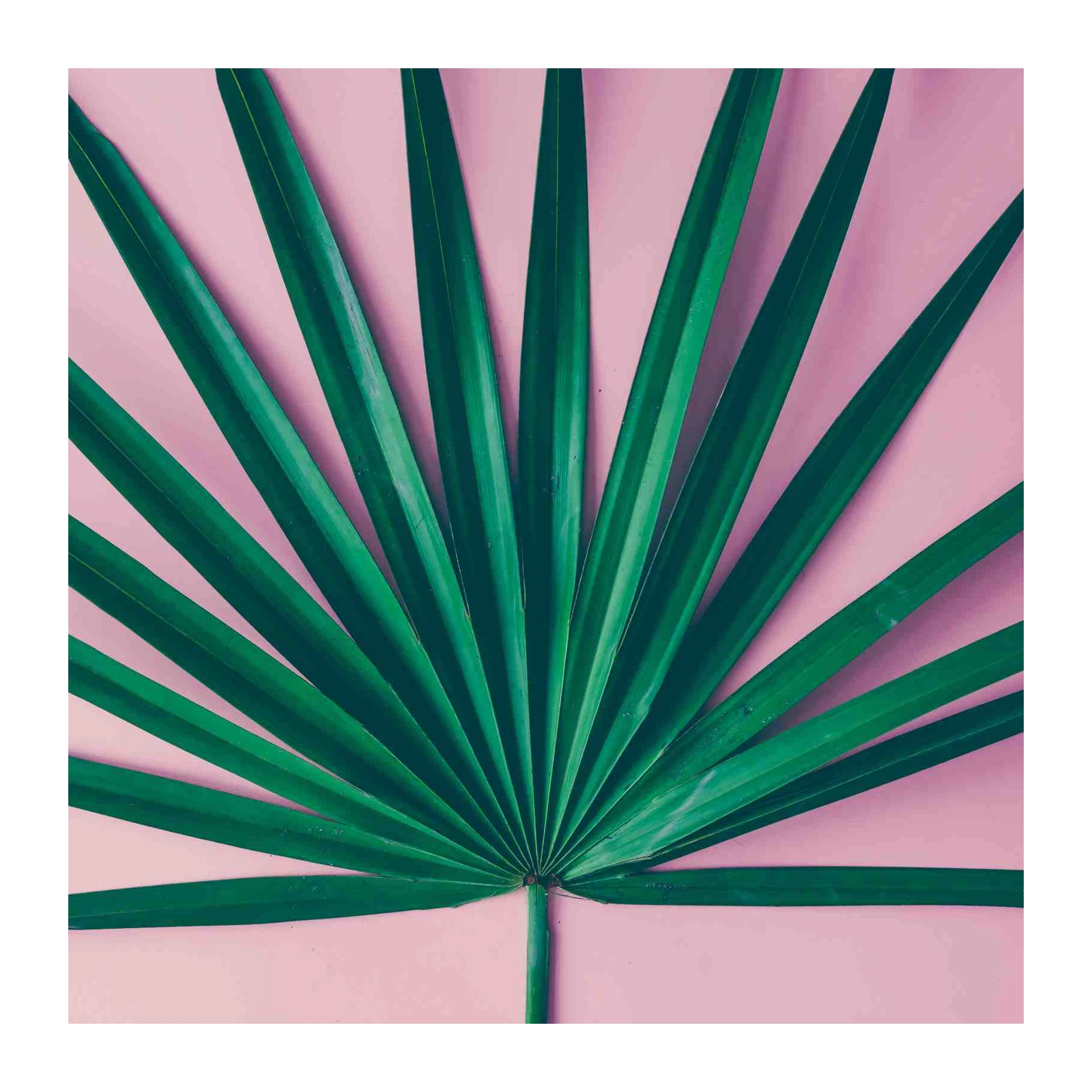 Tropical Green Palm Leaf on Pink Wall Art