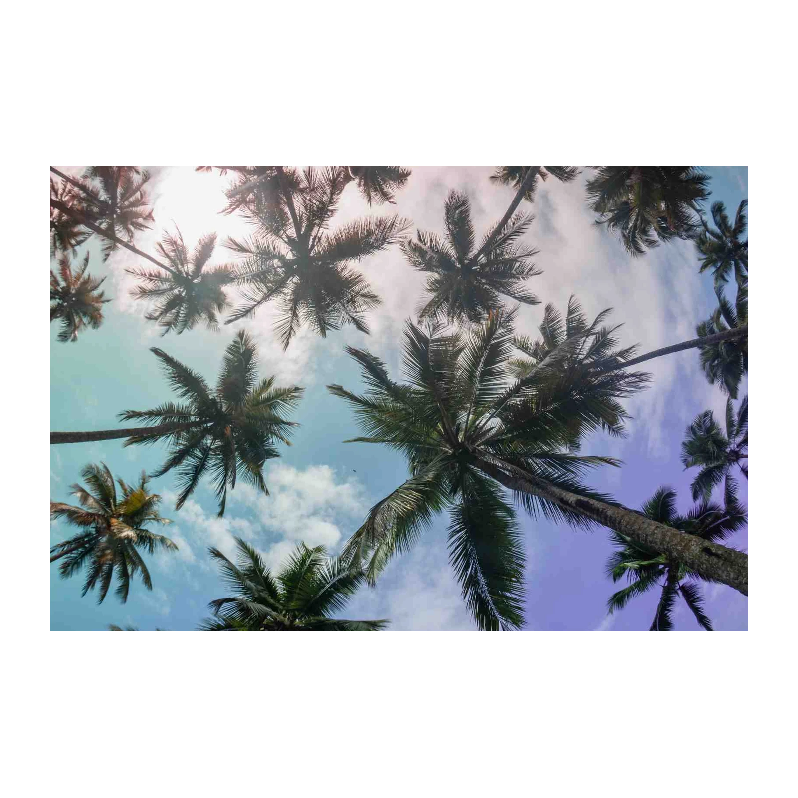 Tropical Palm Canopy Wall Art