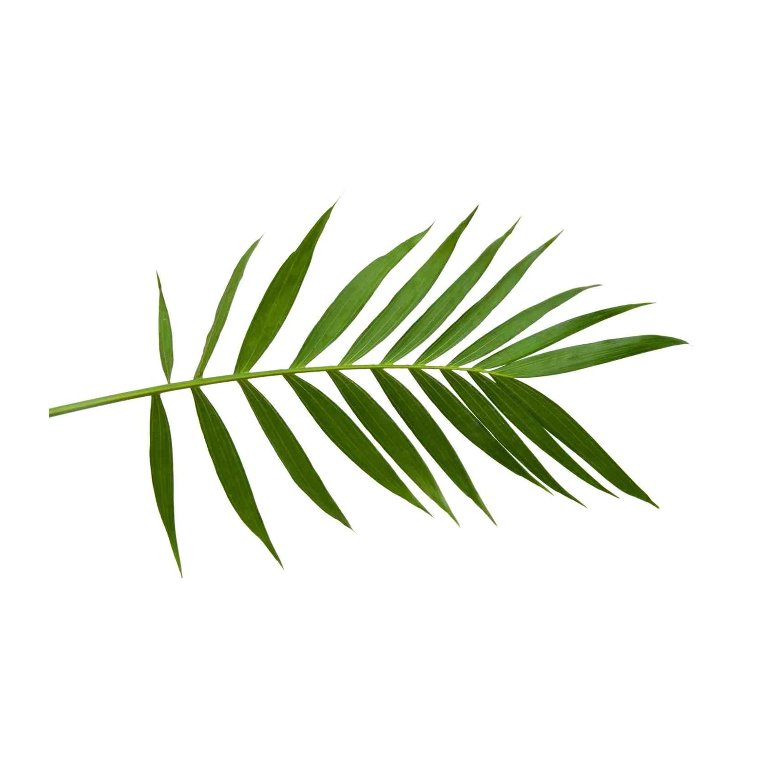 Tropical Green Palm Leaf Wall Art Wall Art
