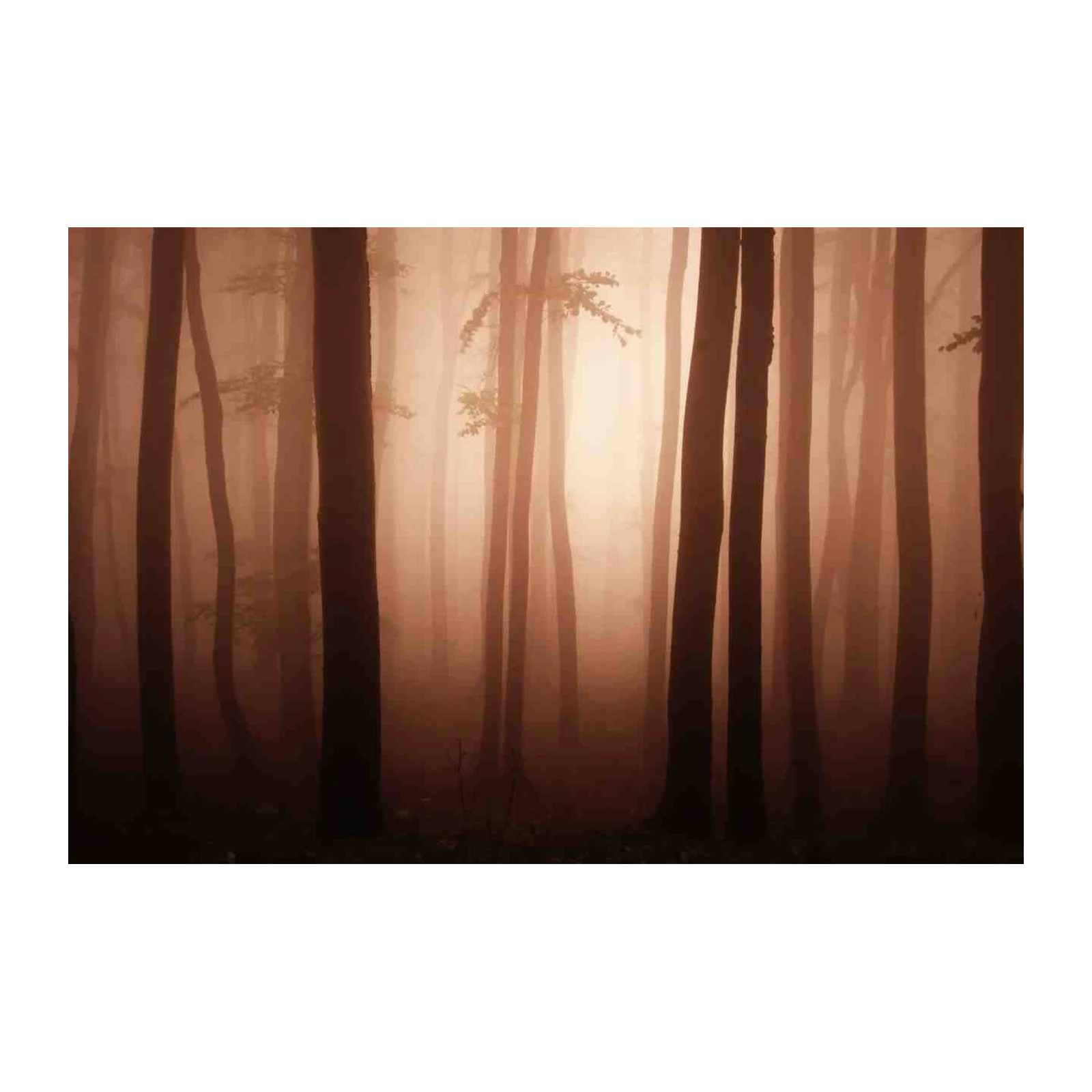 Misty Forest Serenity Wall Art