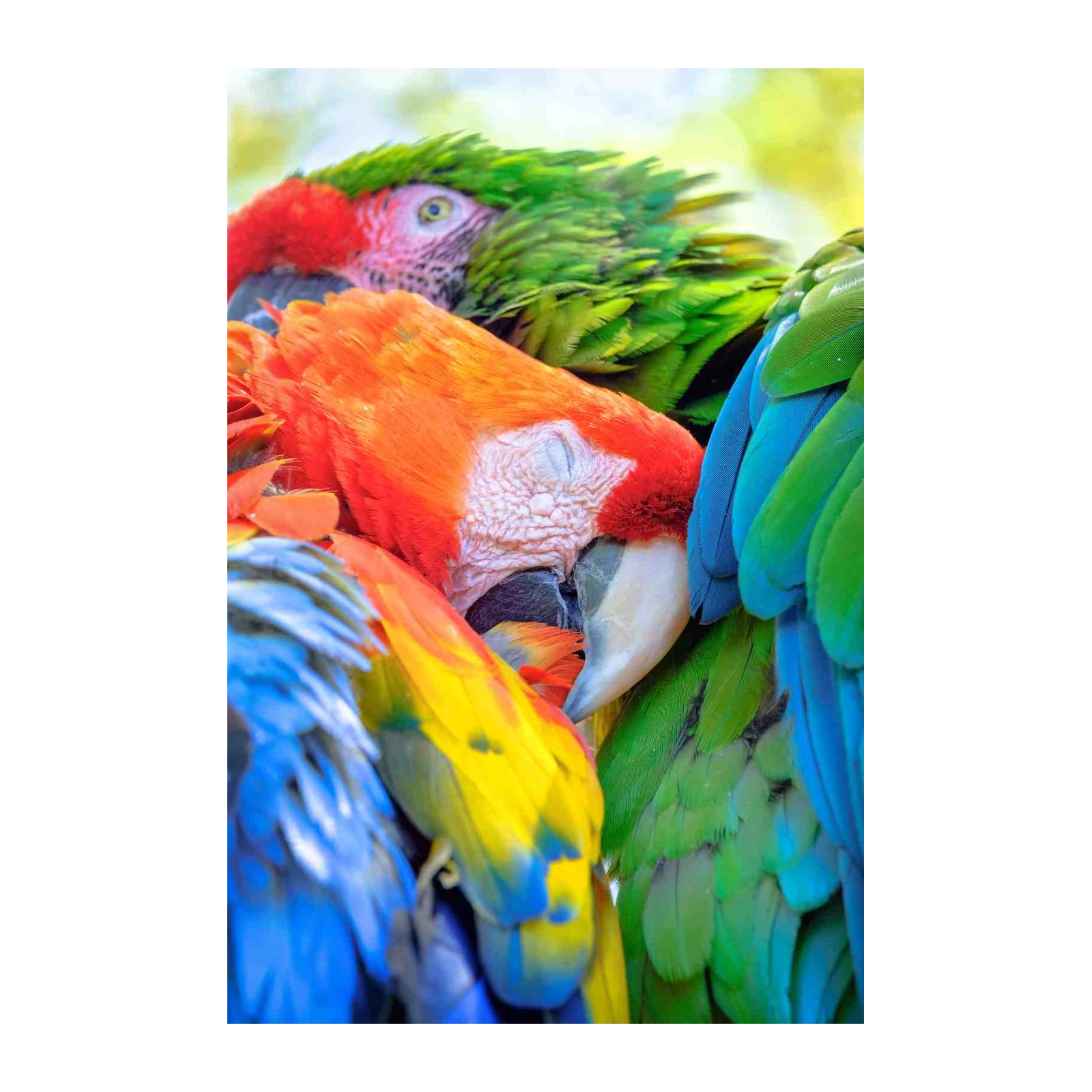Vibrant Macaw Flock Wall Art